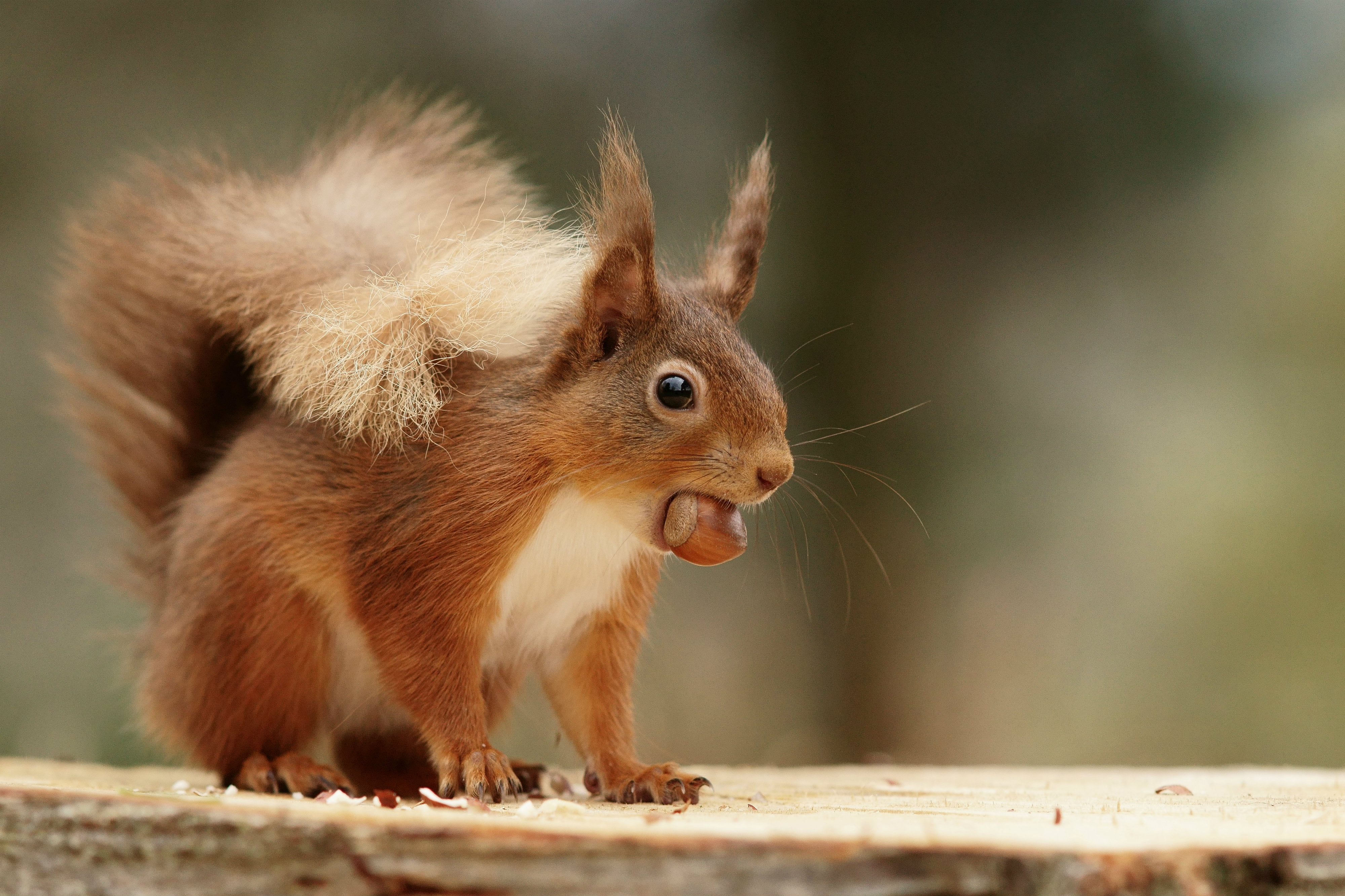 squirrel, animals In The Wild, fluffy, eating, brown, animal, outdoors, 4K, rodent, tail, nature, cute, mammal, wildlife, close-up, fur, HD Wallpaper