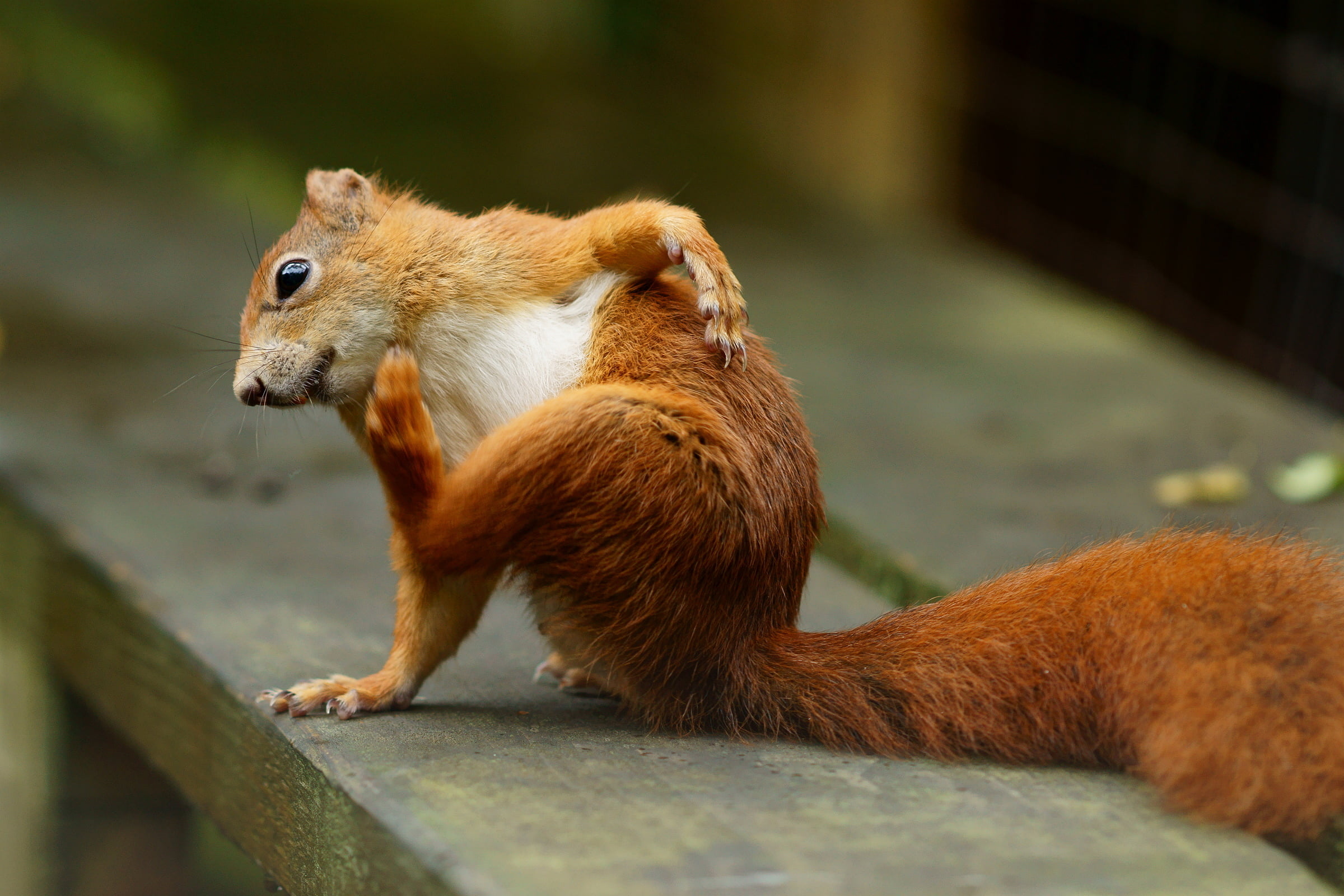 mammal, brown, cute, outdoors, rodent, close, animal, flea, small, 1080P, nature, squirrel, photography, wildlife, HD Wallpaper