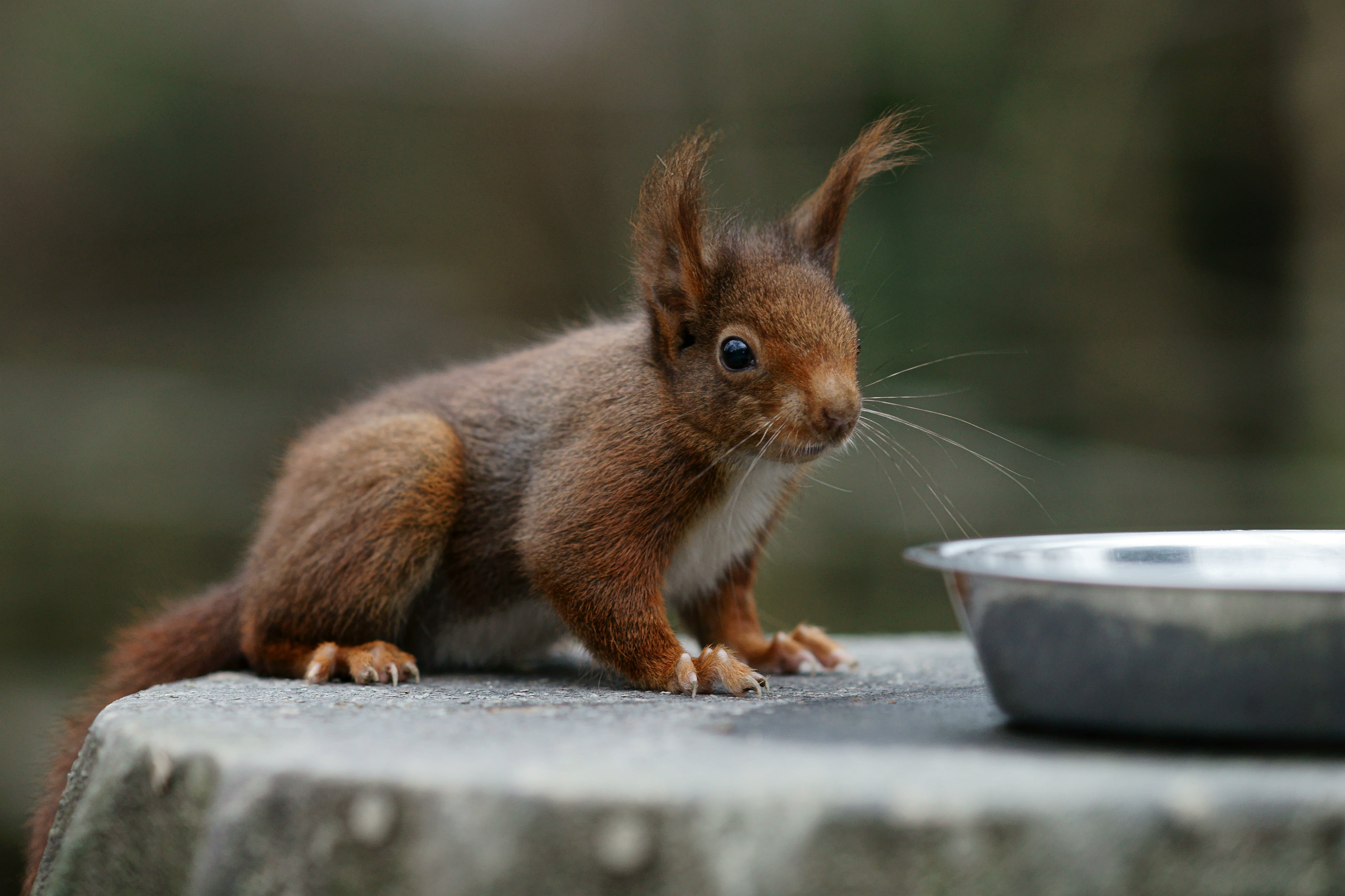 squirrel, brown, fluffy, animal, rodent, 4K, eating, fur, nature, wildlife, mammal, cute, gray, surface, HD Wallpaper