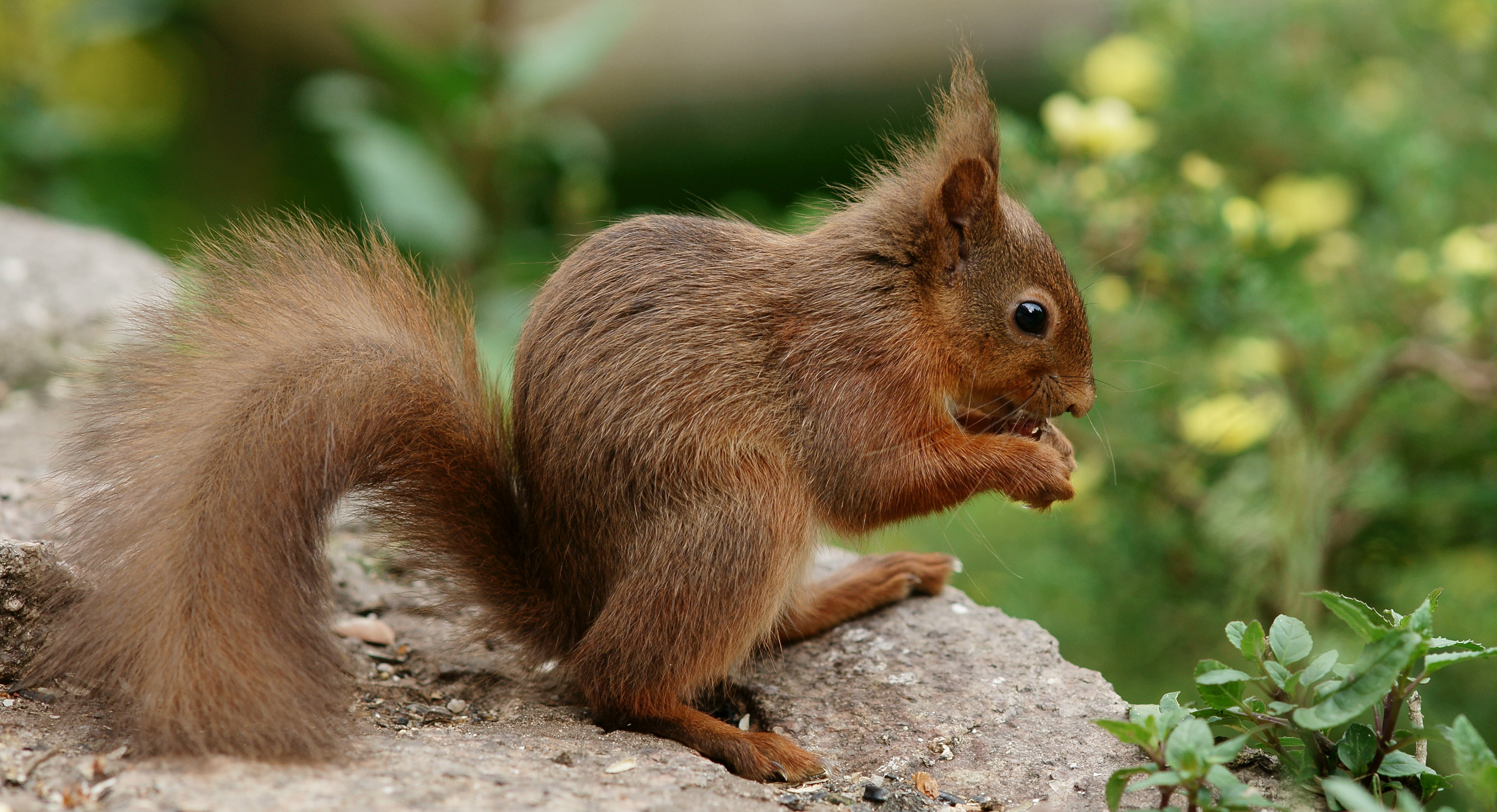 wildlife, forest, animal, rodent, cute, squirrel, brown, focus, mammal, selective, 4K, outdoors, tree, nature, eating, photography, rock, HD Wallpaper