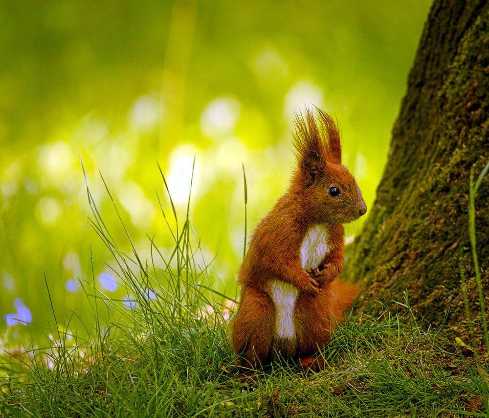 rodent, grass, cute, mammal, small, outdoors, animals In The Wild, squirrel, white, fluffy, Angry, green grass, 480P, brown, green, Wiewiórka, animal, HD Wallpaper