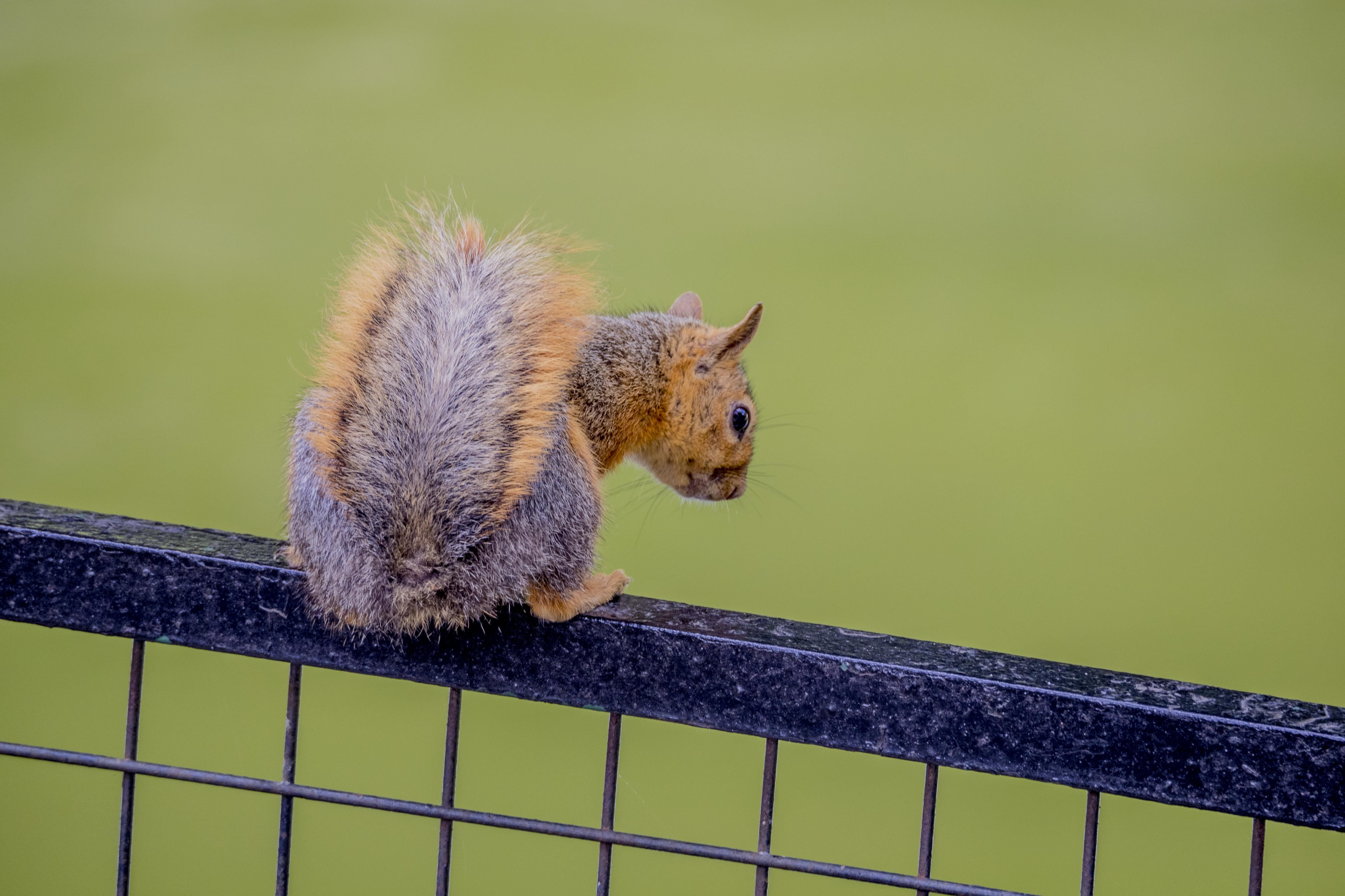 nature, wildlife, top, fur, o, mammal, brown, squirrel, rodent, photo, animal, metal, 4K, cute, wire, fluffy, HD Wallpaper