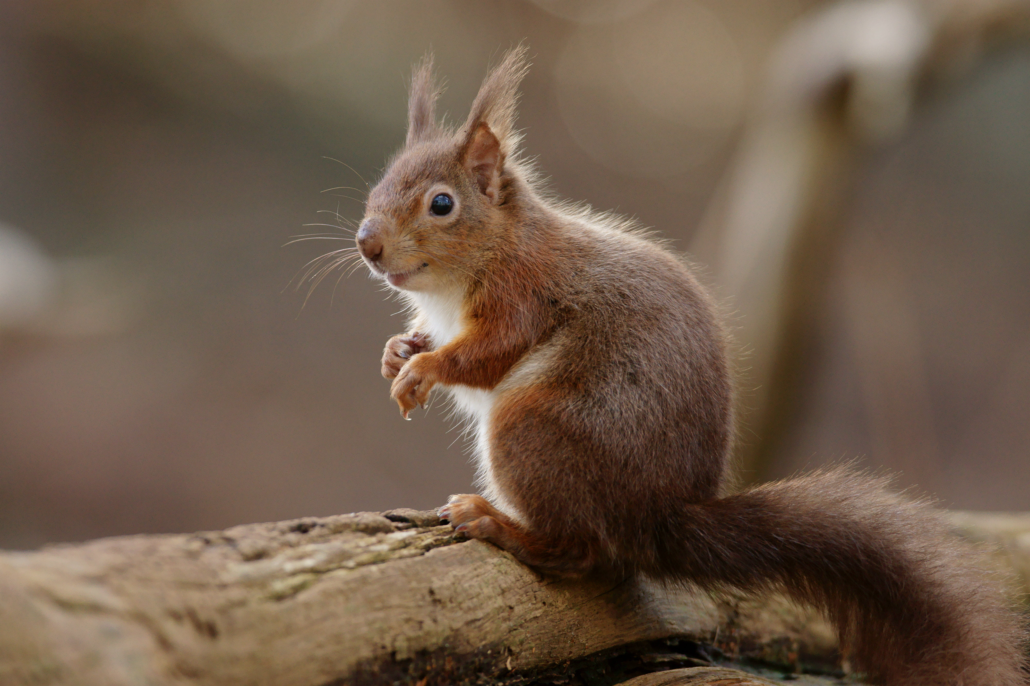 cute, fur, mammal, outdoors, closeup, nature, 4K, wildlife, animal, forest, photography, rodent, brown, squirrel, HD Wallpaper