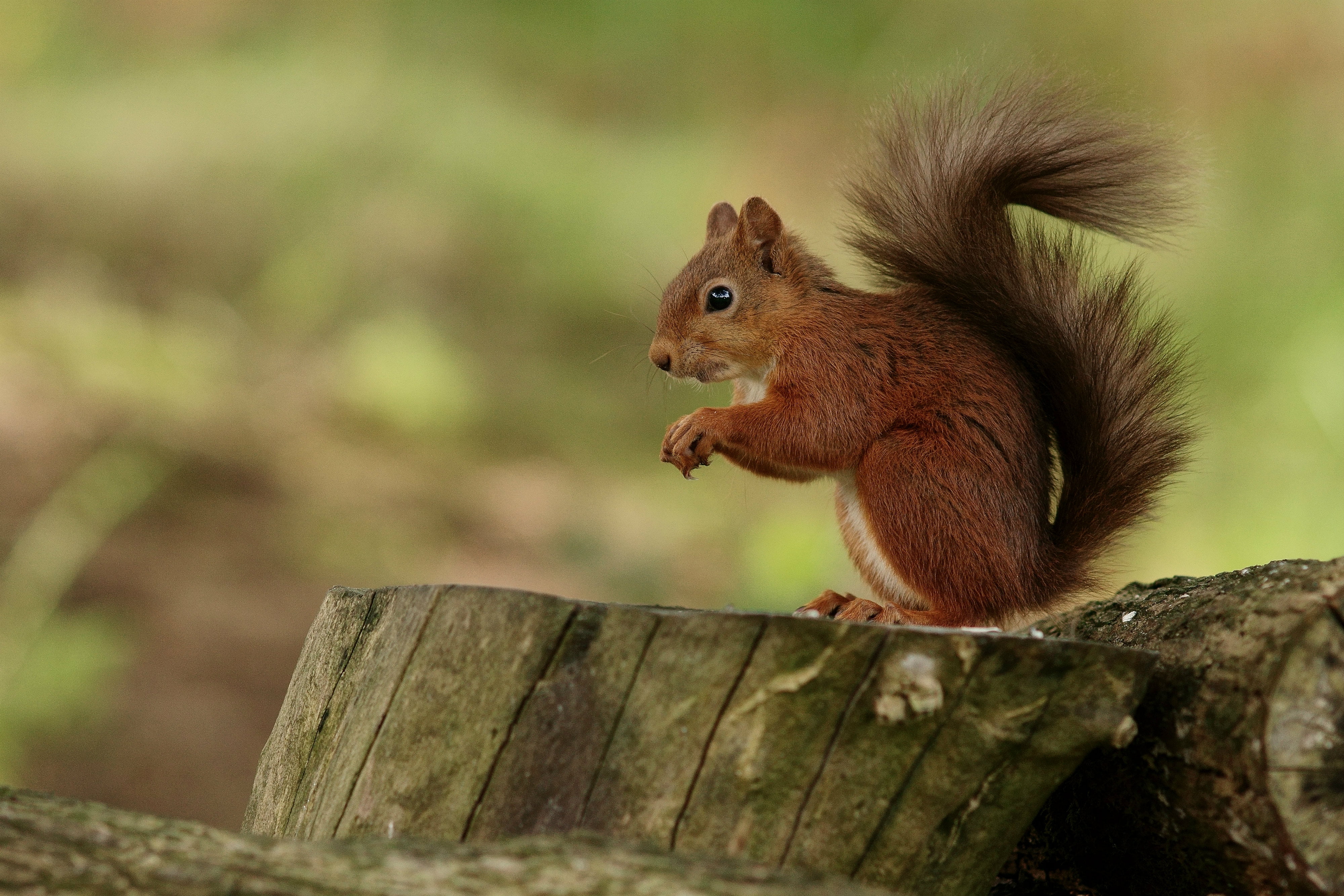 forest, 4K, tree, rodent, nature, brown, outdoors, closeup, photography, eating, cute, mammal, wildlife, animal, squirrel, HD Wallpaper