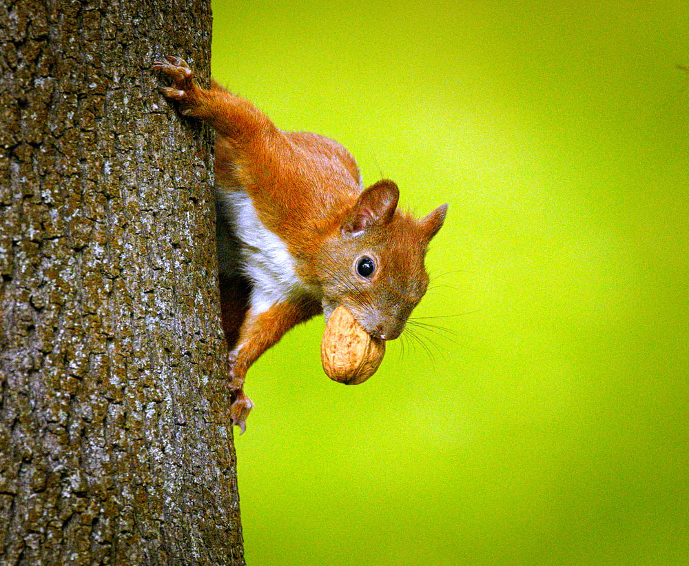 480P, rodent, squirrel, eating, nature, mammal, tree  squirrel, animal, Sciurus vulgaris, forest, cute, tree, outdoors, wildlife, fur, Wiewiórka, fluffy, HD Wallpaper