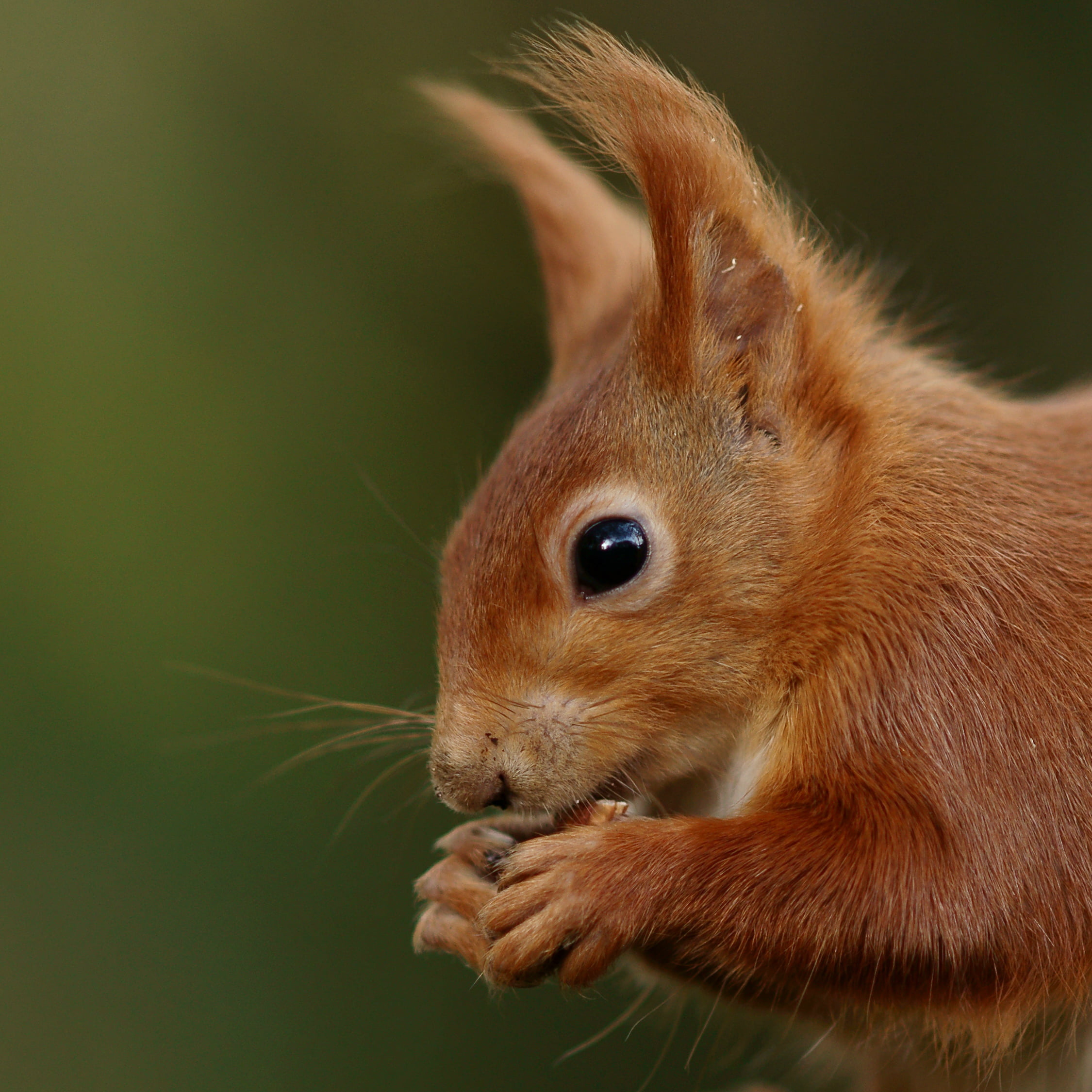 cute, close-up, animal, nature, focus, 1080P, fur, photography, wildlife, selective, brown, fluffy, mammal, rodent, squirrel, Phone HD Wallpaper