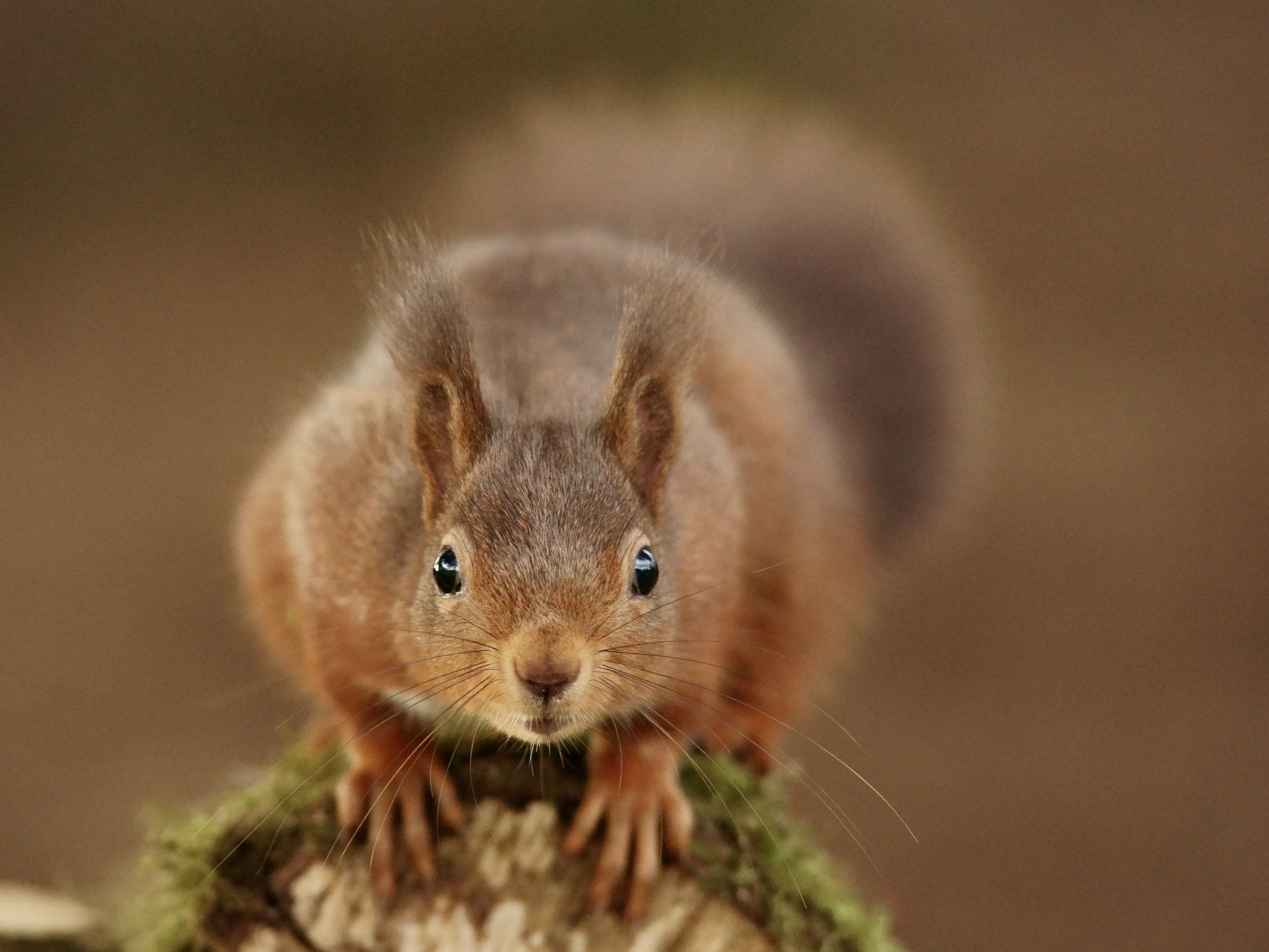nature, tree, 4K, brown, wildlife, photo, mammal, squirrel, fluffy, animal, close-up, fur, rodent, close, cute, HD Wallpaper