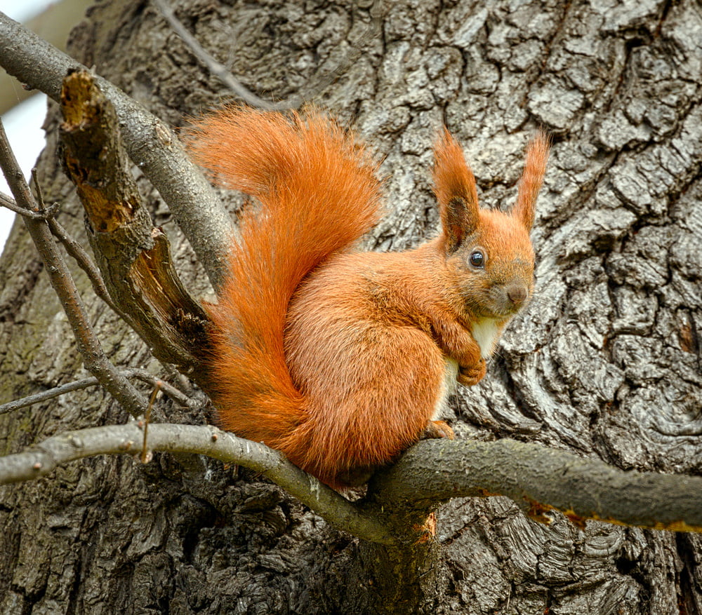 480P, tree, nature, brown, tree branch, forest, Sciurus vulgaris, mammal, cute, animal, wildlife, squirrel, branch, Eurasian red squirrel, fur, outdoors, HD Wallpaper
