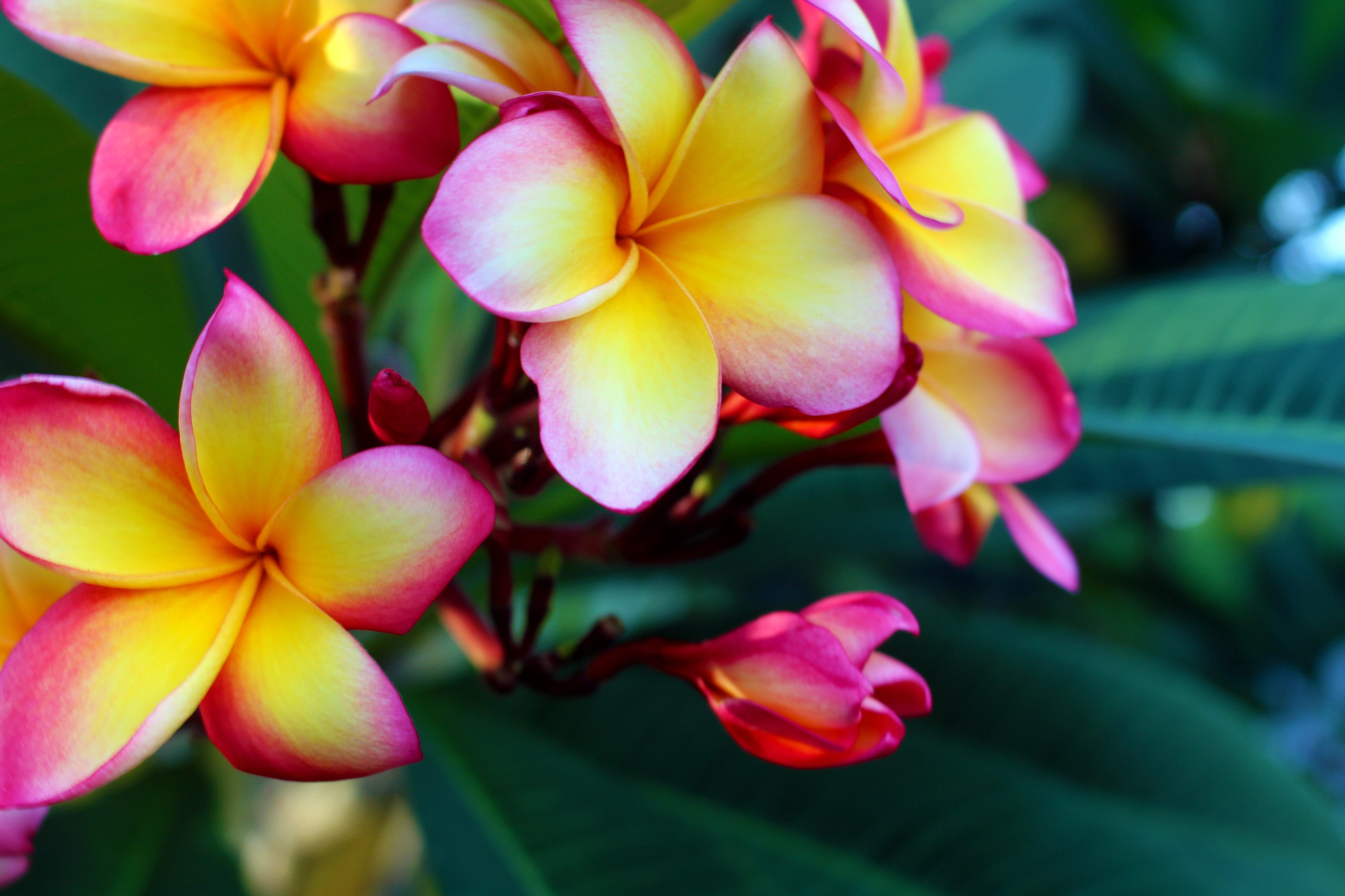 day, botany, petals, beauty, temple tree, bloom, plant, freshness, vulnerability, ornamental flower, violet yellow, beauty In Nature, close-up, tree, summer, HD Wallpaper