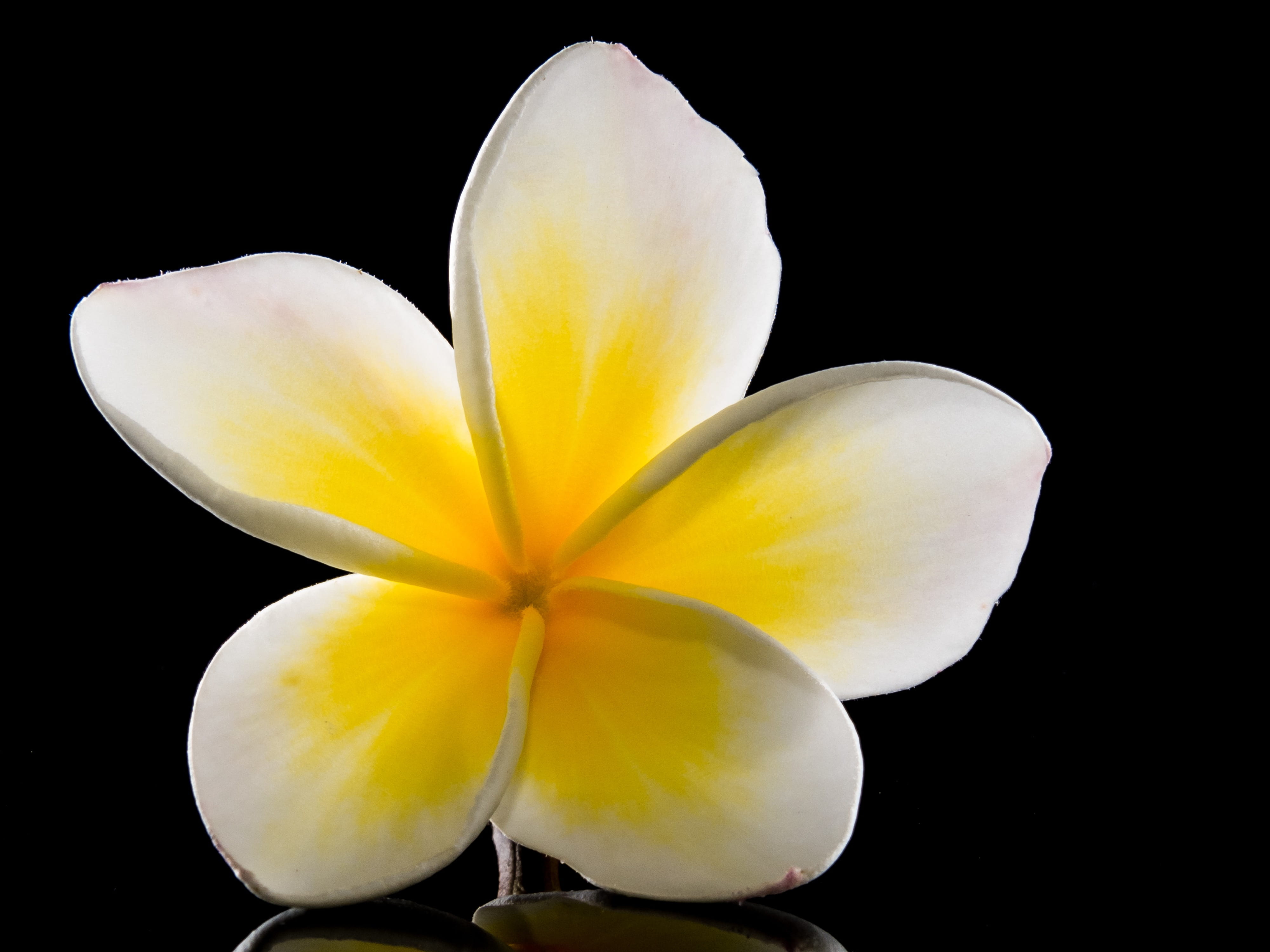 exotic, flower, ornamental flower, freshness, close-up, flor de cebo, pollen, nature, white, fragility, frangipandi, petals, petal, plumeria, petaled, national flower, HD Wallpaper