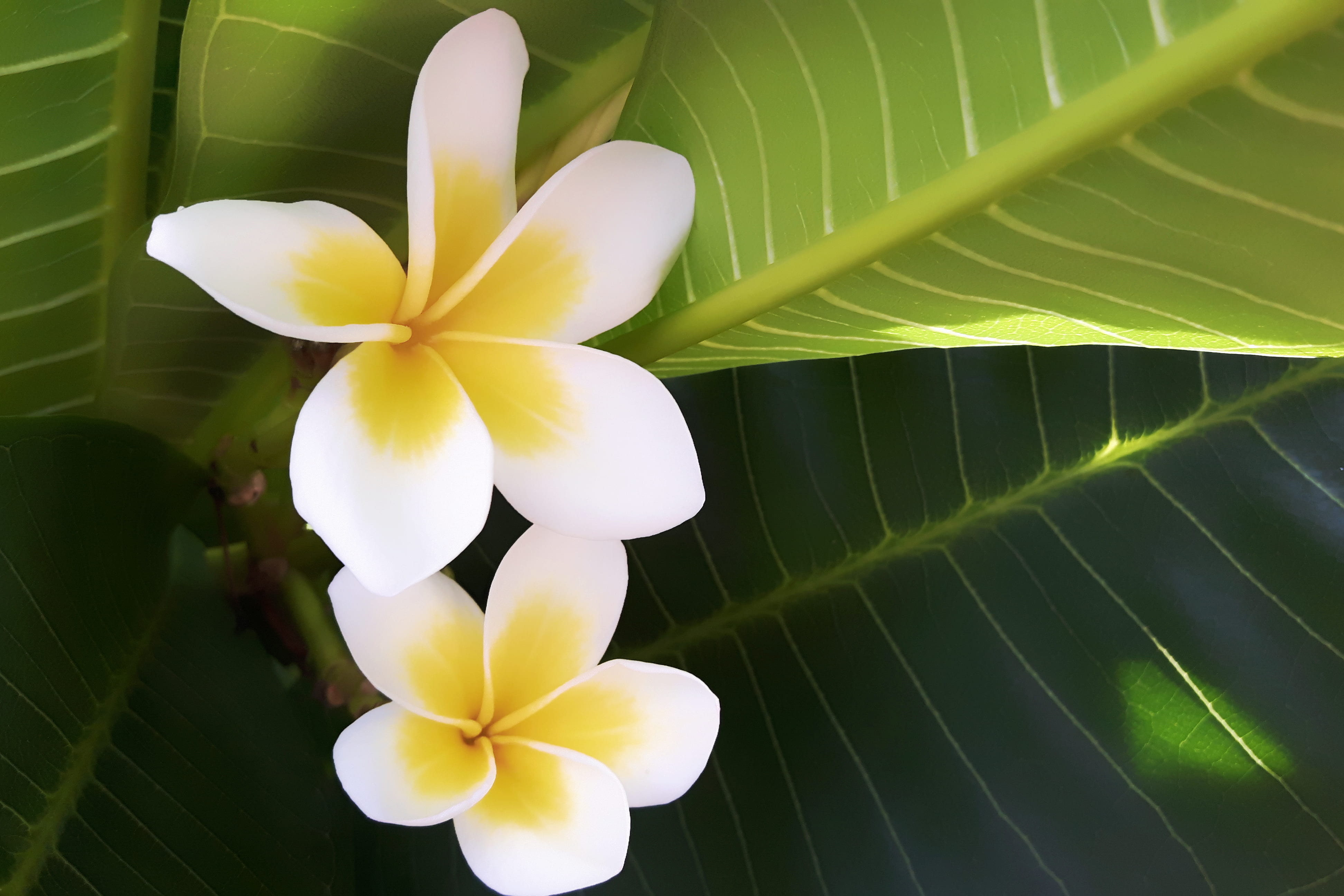 nature, inflorescence, plumeria, fragility, tropical, plant, summer, day, growth, flower, flower head, white, beauty, 4K, macro, nice, flowers, close-up, HD Wallpaper