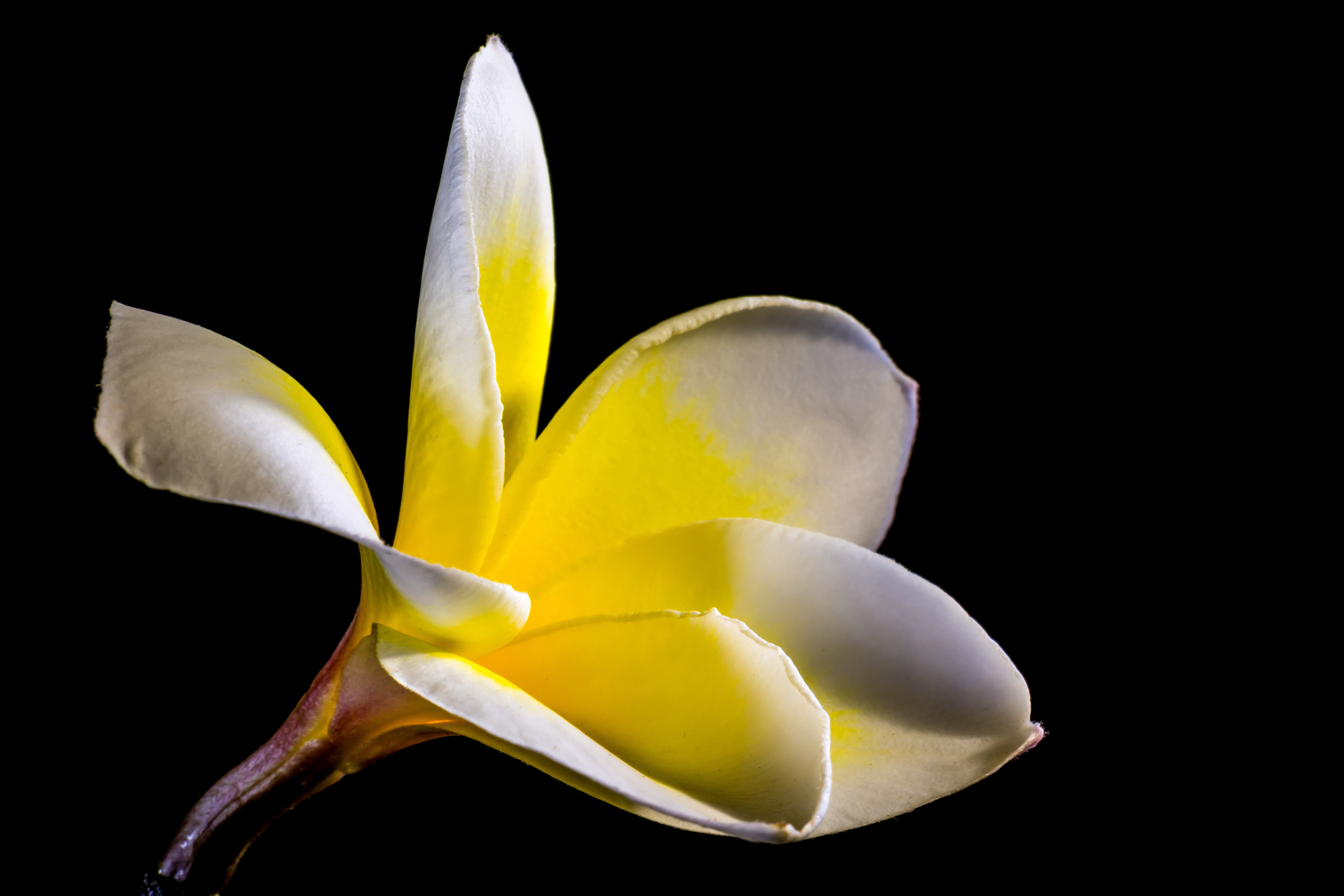 flower, close-up, frangipani, bloom, white yellow, flor de cebo, inflorescence, flower head, fragility, studio shot, cut out, temple tree, yellow, nature, HD Wallpaper