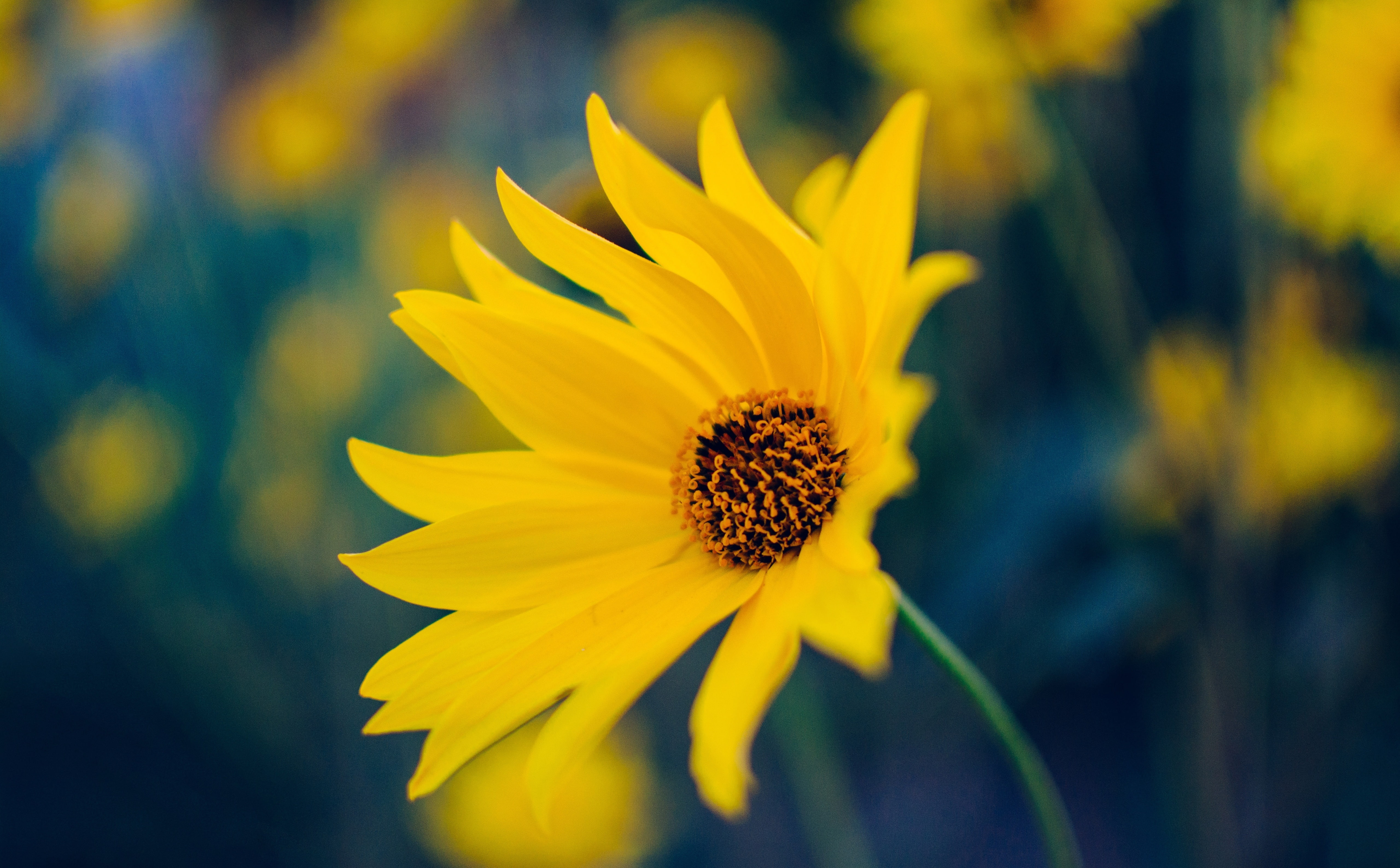 vulnerability, close-up, petaled, flowering plant, Nature, freshness, Garden, beauty in nature, no people, gazania, pollen, petal, Bloom, Inflorescence, HD Wallpaper
