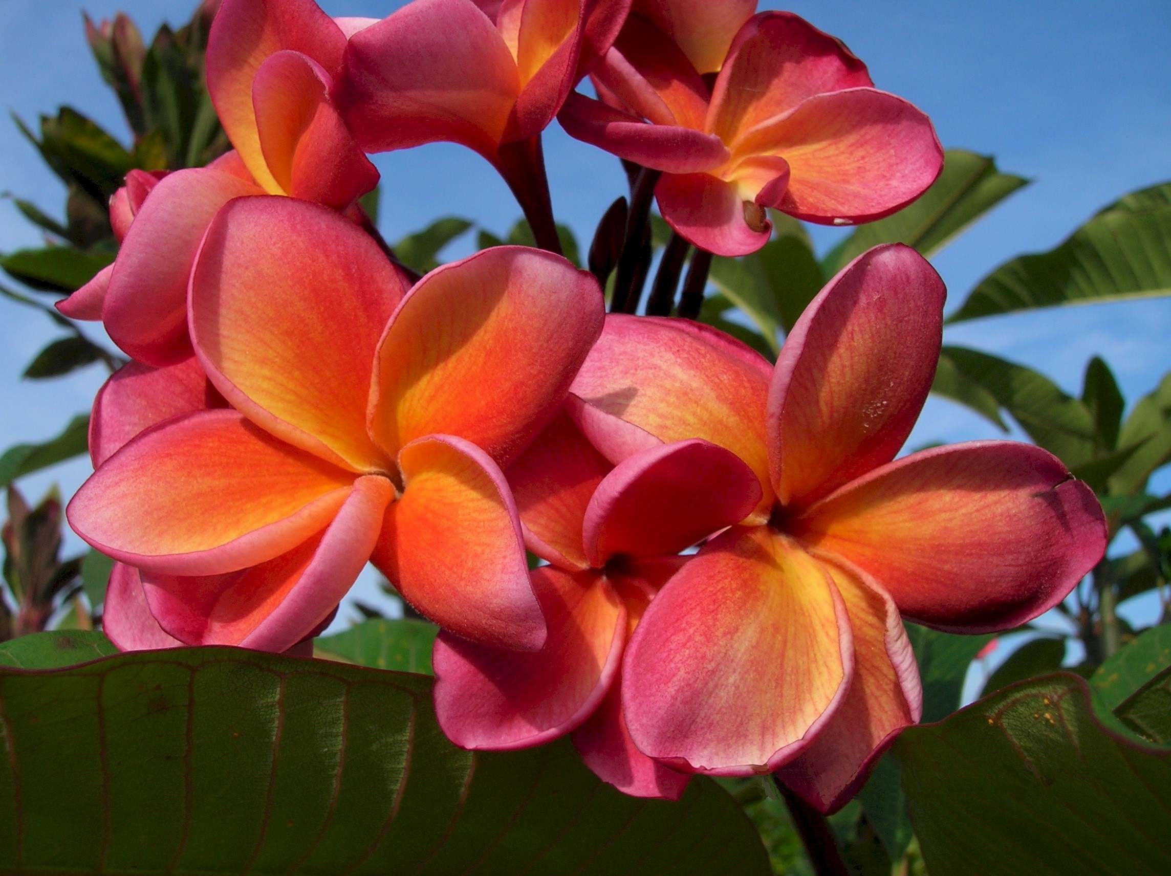 exotic, vulnerability, freshness, day, plumeria, blooming, flower, close-up, no people, fragility, pink color, frangipani, growth, summer, plant, flowering plant, HD Wallpaper