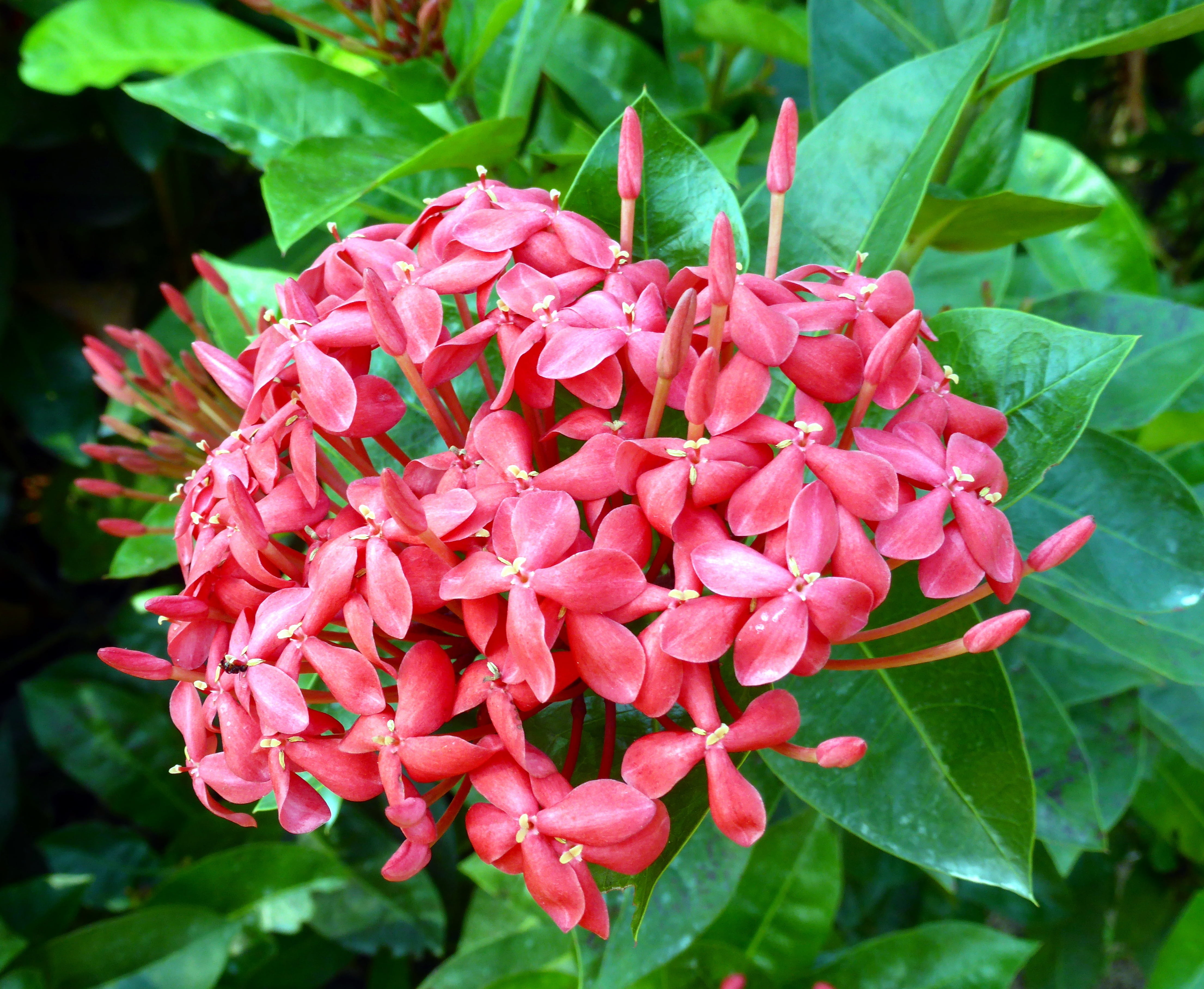 temple tree, beauty in nature, pink, frangipani, tropical, plant, ornamental flower, red, focus on foreground, green color, temple plant, leaf, inflorescence, HD Wallpaper