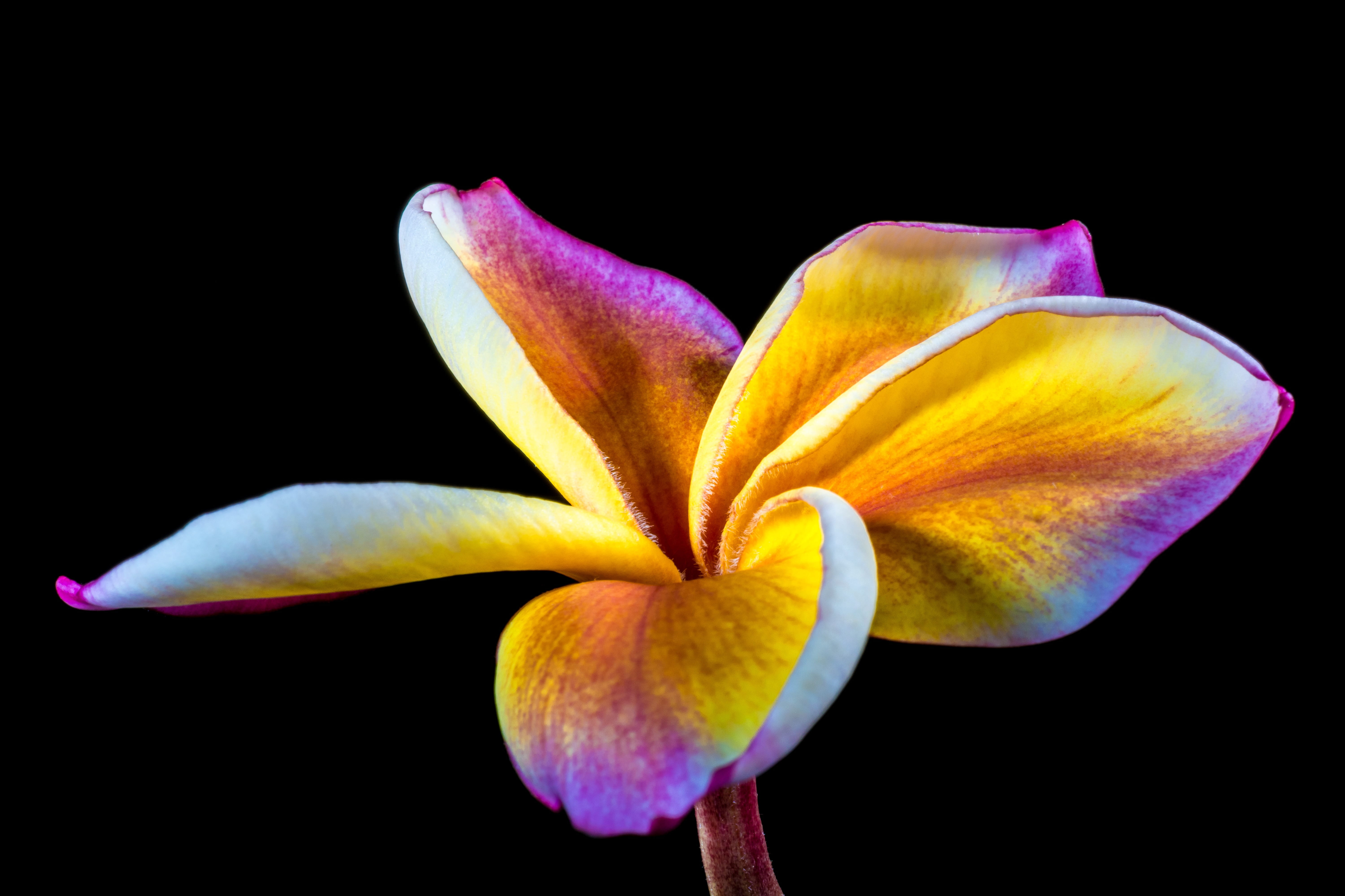 flora, 5K, flowering plant, freshness, ornamental flower, frangipani, apocynaceae, indoors, pollen, no people, iris - plant, petal, bloom, flower, springtime, HD Wallpaper
