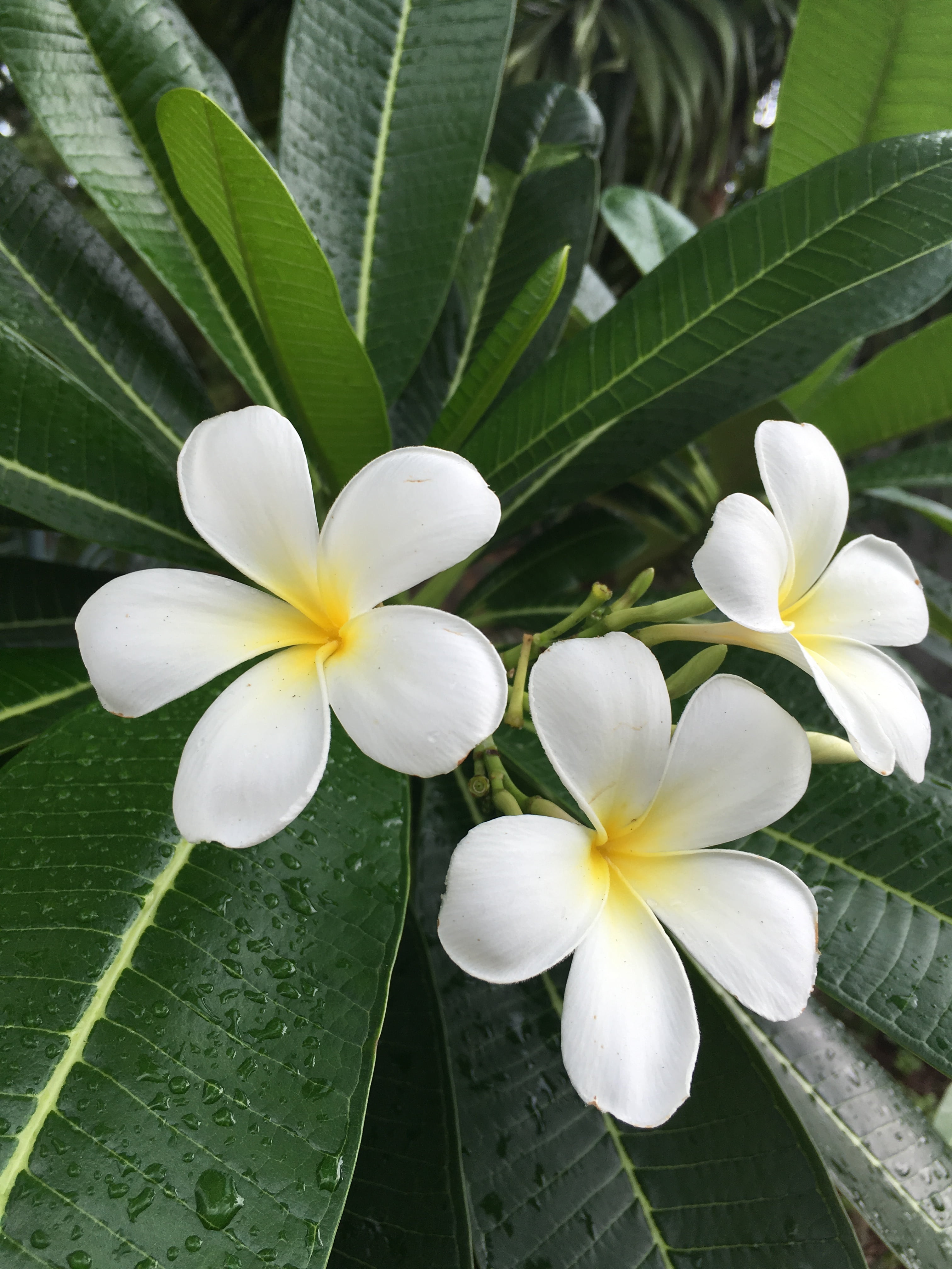 yellow, bright, plant, day, leaf, backlit, fragrant, white, herbal, temple, floral, tropical, 4K, smell, aromatic, backlight, fragility, aromatherapy, Phone HD Wallpaper