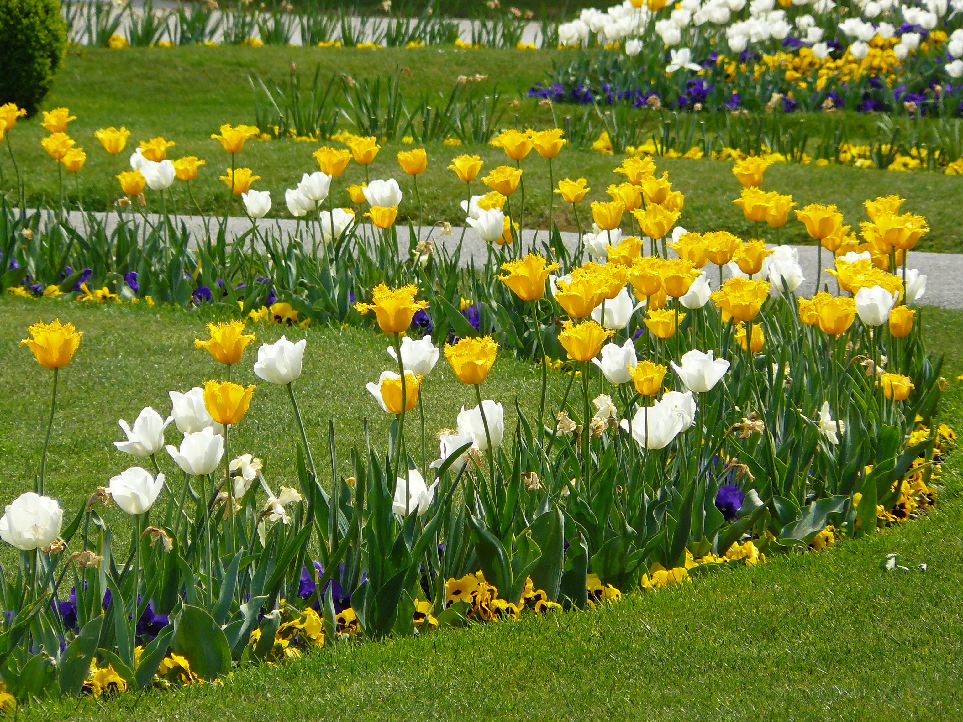 outdoors, ornamental plant, tulip meadow, flowers, floral, discounts, 2K, land, colourful, nature, abundance, purple, beauty In Nature, garden cups, garden, HD Wallpaper