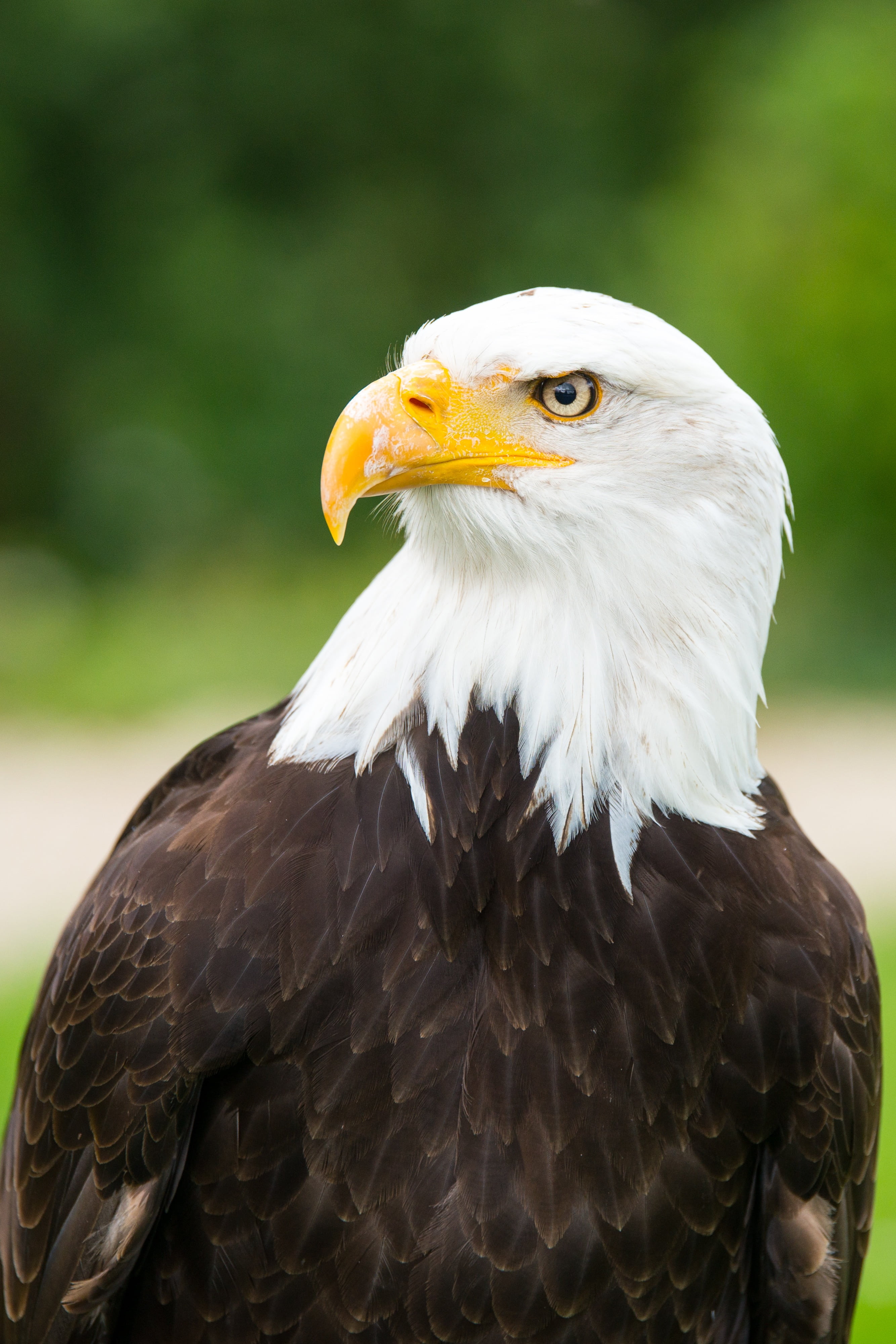 bald Eagle, animal head, beak, day, animal portrait, one animal, wildlife, animal themes, animal wildlife, no people, eagles waiting in detmold, feather, Phone HD Wallpaper