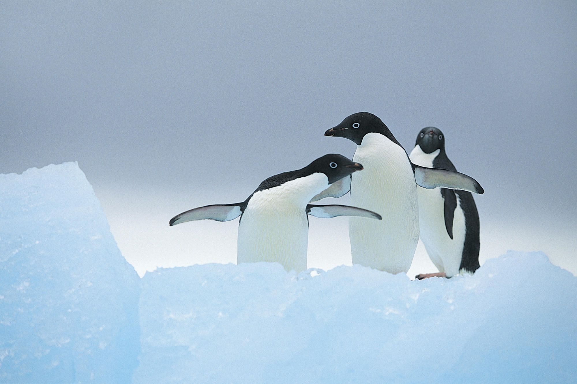 three, 1080P, penguins, animals, HD Wallpaper