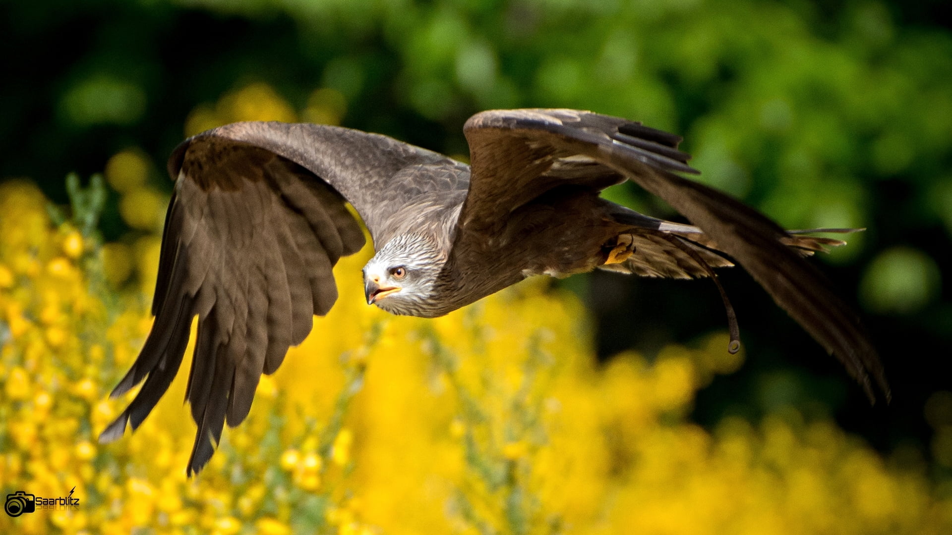 Saarland, shallow, photography, Falconry, animals In The Wild, bird of Prey, flying, nature, Birds, falcon, Outdoor, Flight, Farben, Vogel, Zoo, Germany, HD Wallpaper