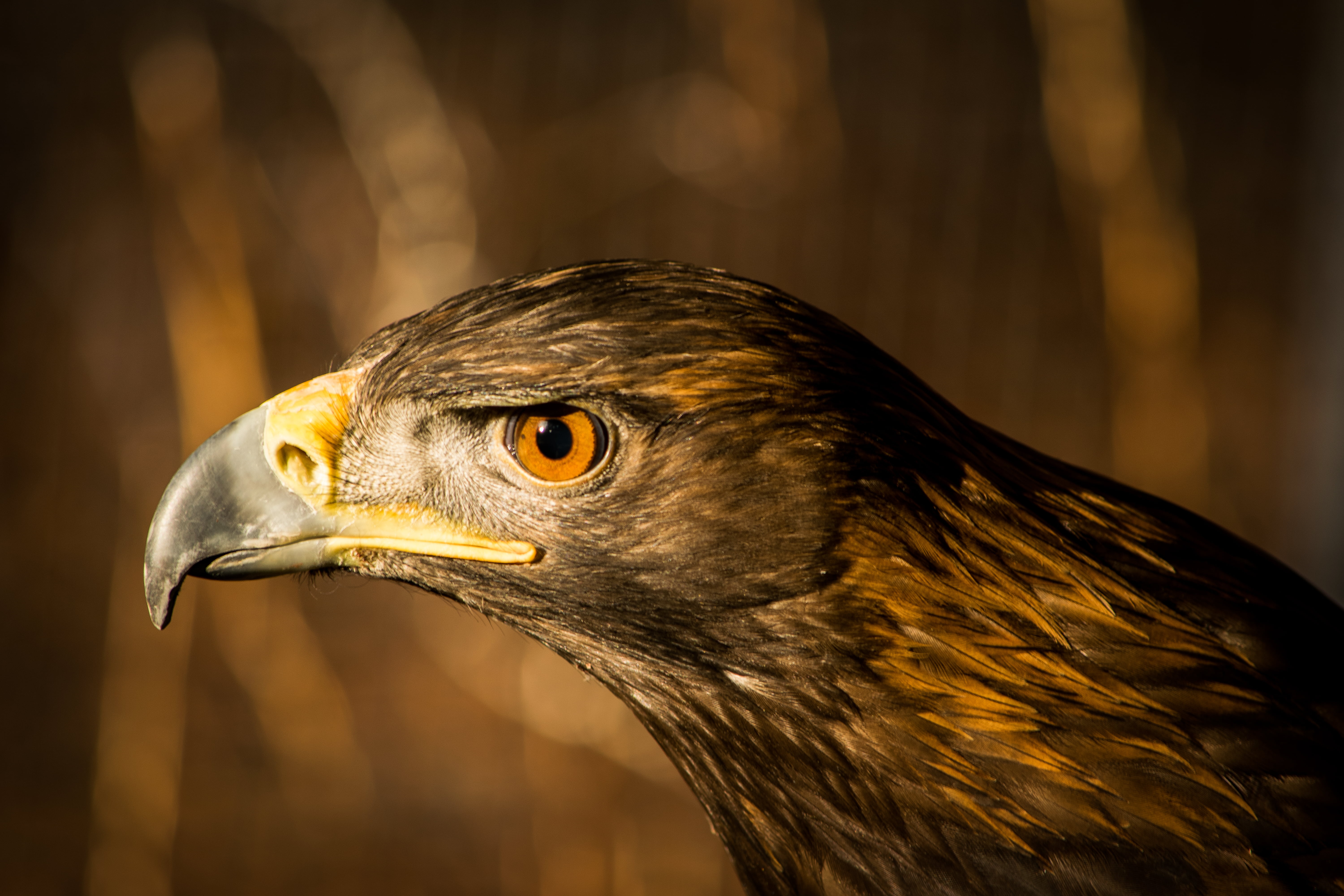 closeup, biology, animals Hunting, falcon, hawk - Bird, eagle - Bird, feather, nature, carnivore, captive, closeup photography, photography, brown Falcon, HD Wallpaper