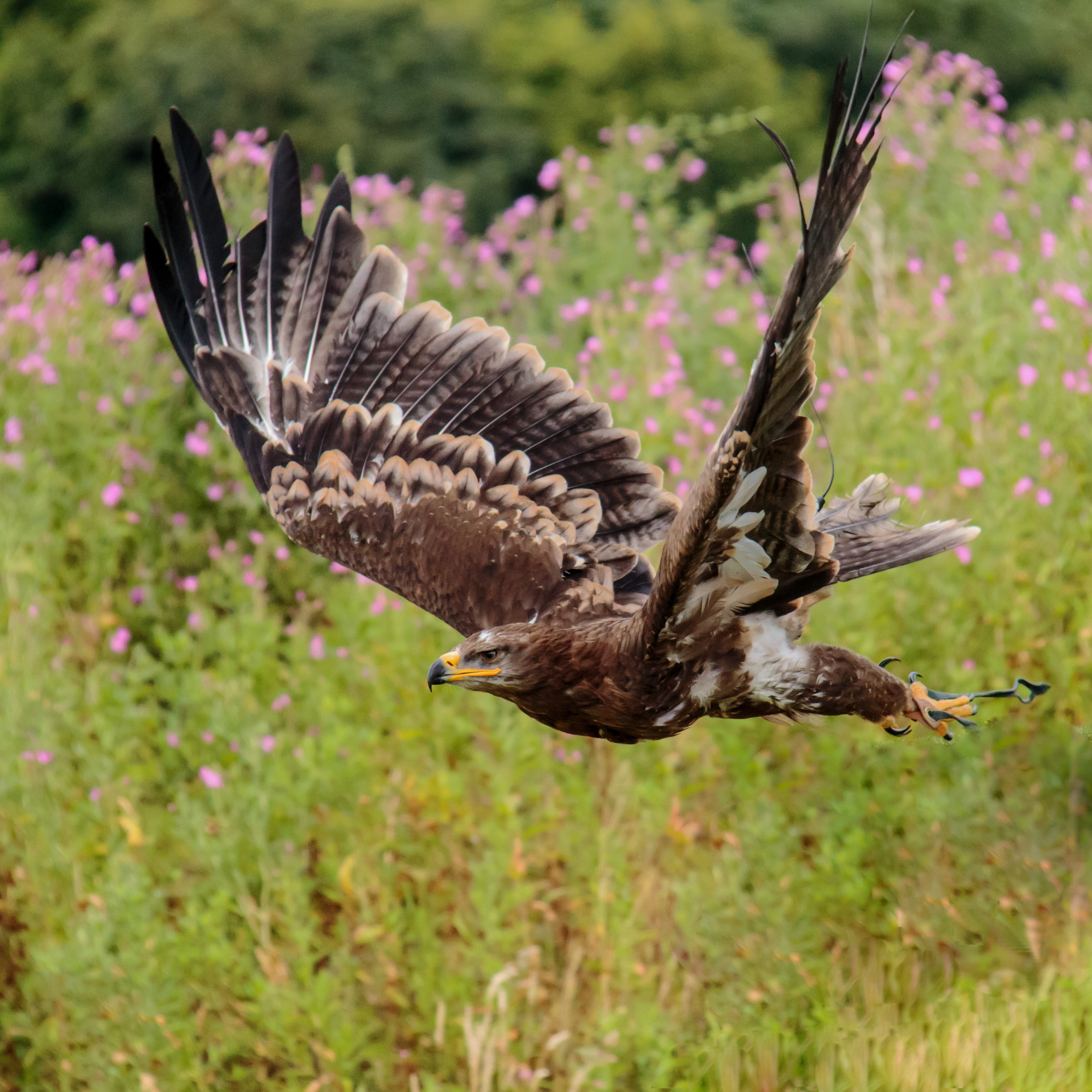 eagle - Bird, mid-air, spread wings, beauty in nature, prey, eagle, hawk - Bird, day, plant, hunter, land, animals Hunting, outdoors, animal wing, beak, Phone HD Wallpaper