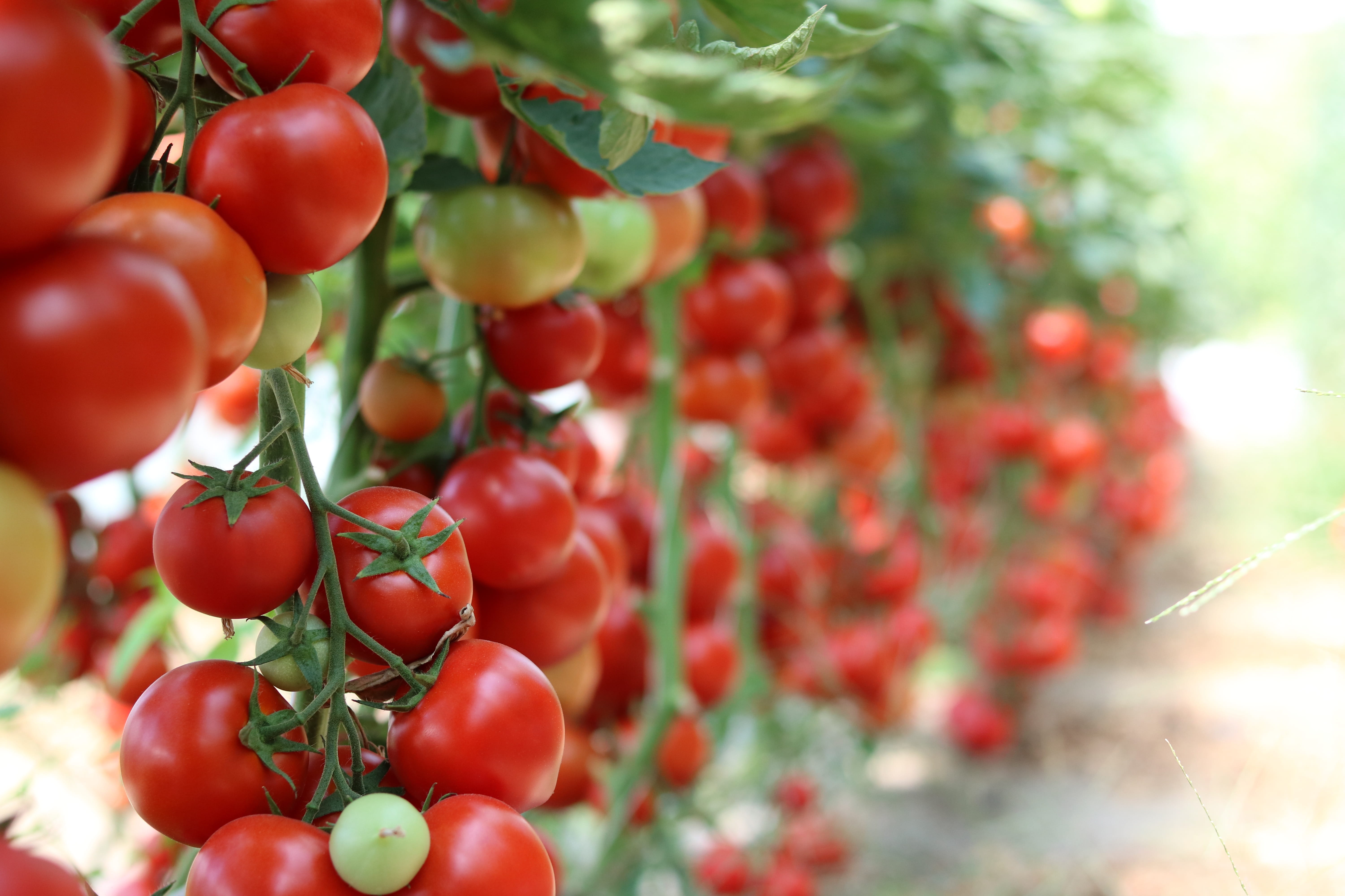 cherry tree, tomatoes, cherry, red, nature, tree, ripe, cultivation, 5K, juicy, food, bio, focus on foreground, growth, outdoors, wellbeing, fruit, vegetables, HD Wallpaper