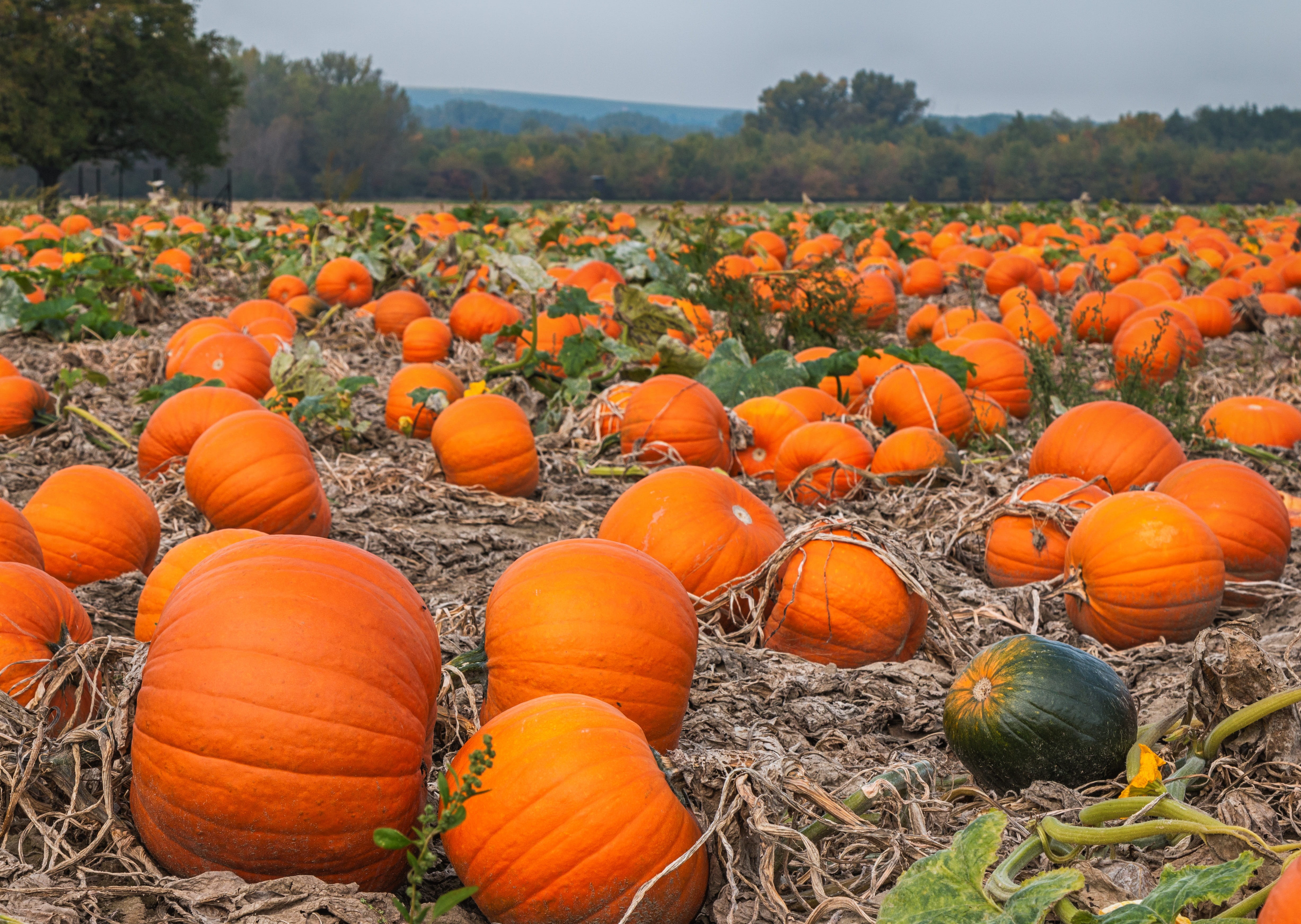 vegetarian food, plant, orange, no people, halloween, land, abundance, orange color, organic, landscape, 4K, farm, freshness, harvest, outdoors, day, fall, HD Wallpaper