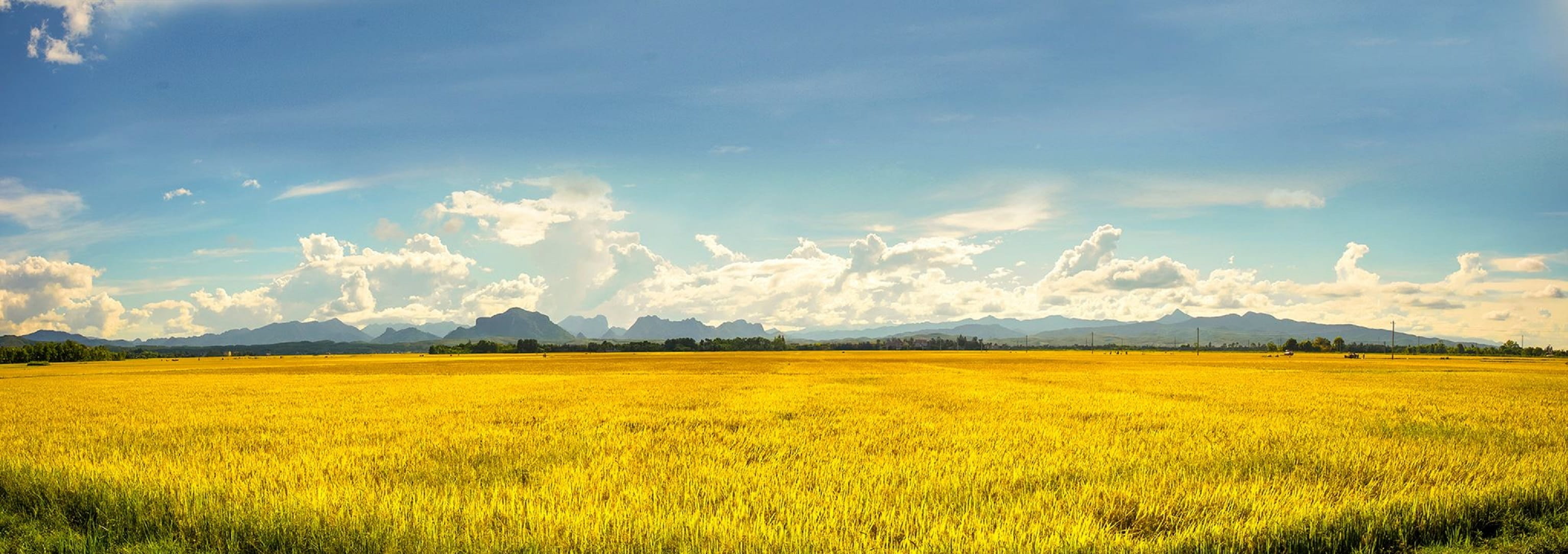 sky, scenics - nature, thaibinh, sunlight, tranquil scene, countryside, tranquility, beauty in nature, agriculture, day, thaibinh province, farm, rice, HD Wallpaper
