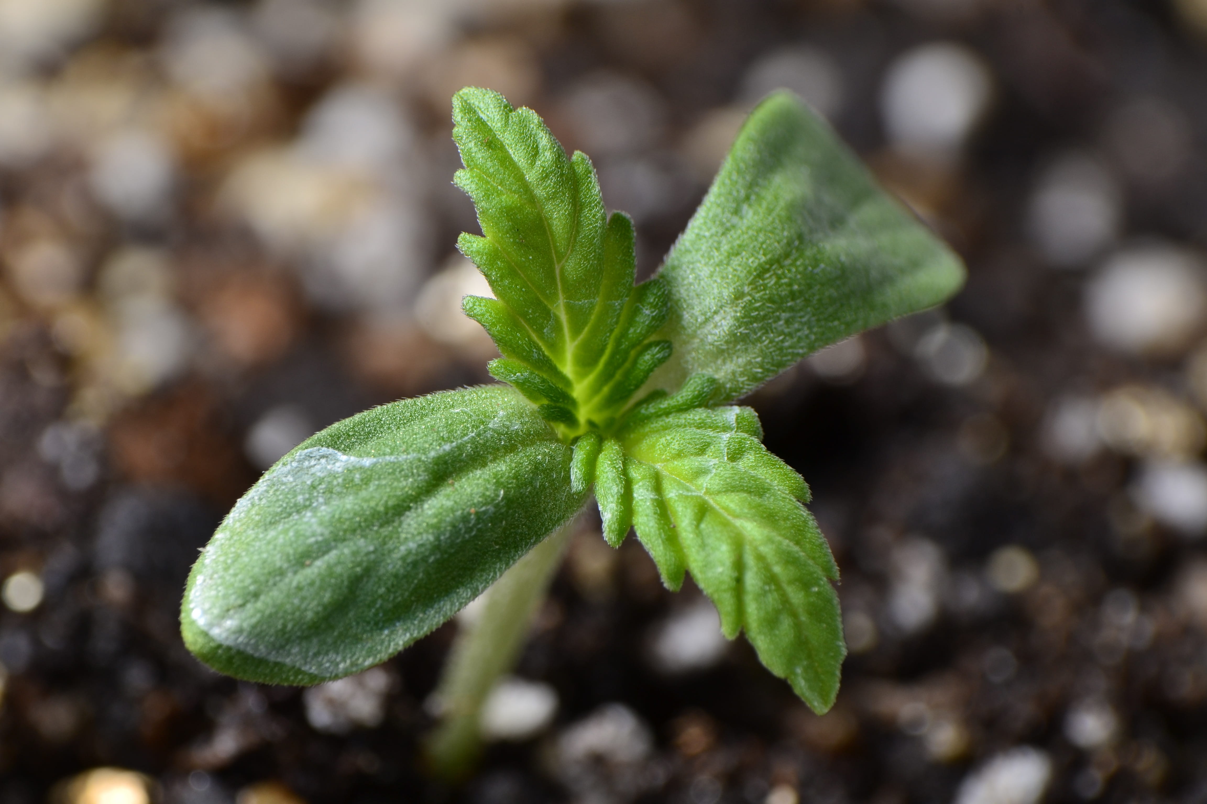 directly above, focus on foreground, herb, green, no people, beauty in nature, cannabis, day, nature, growth, hemp, botany, close-up, 4K, field, seed, HD Wallpaper