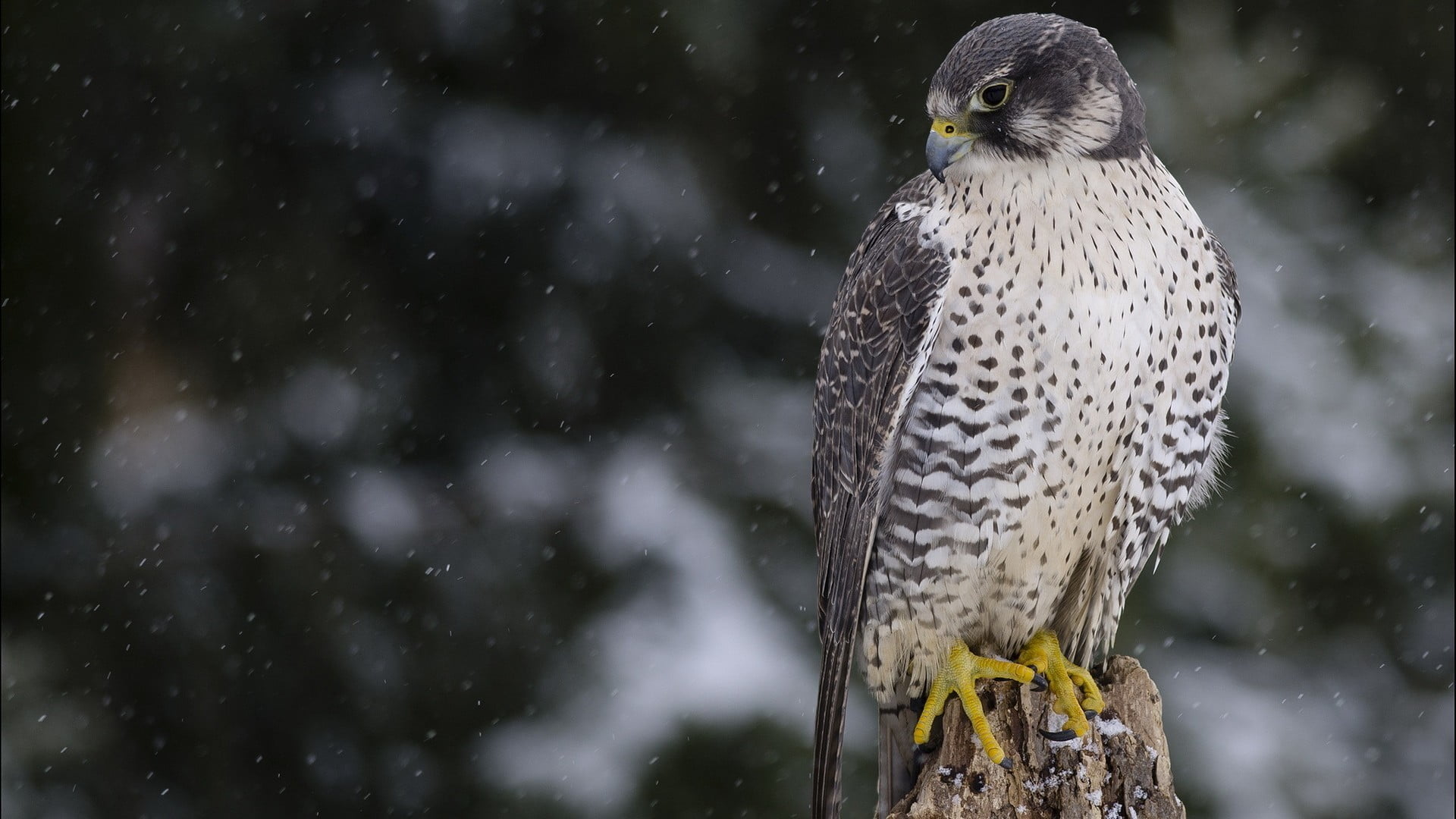 snowing, one animal, outdoors, animal wildlife, gray, falcons, animals in the wild, vertebrate, white, 1080P, winter, day, perching, falcon - bird, birds, HD Wallpaper