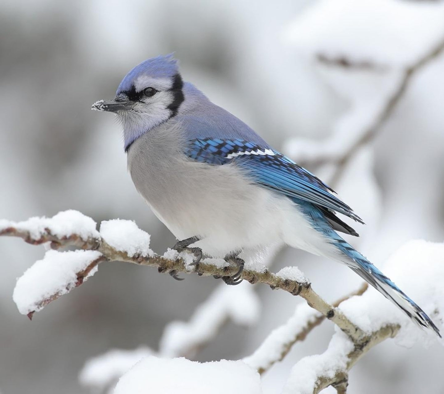 blue jays, animals, 720P, birds, snow, HD Wallpaper