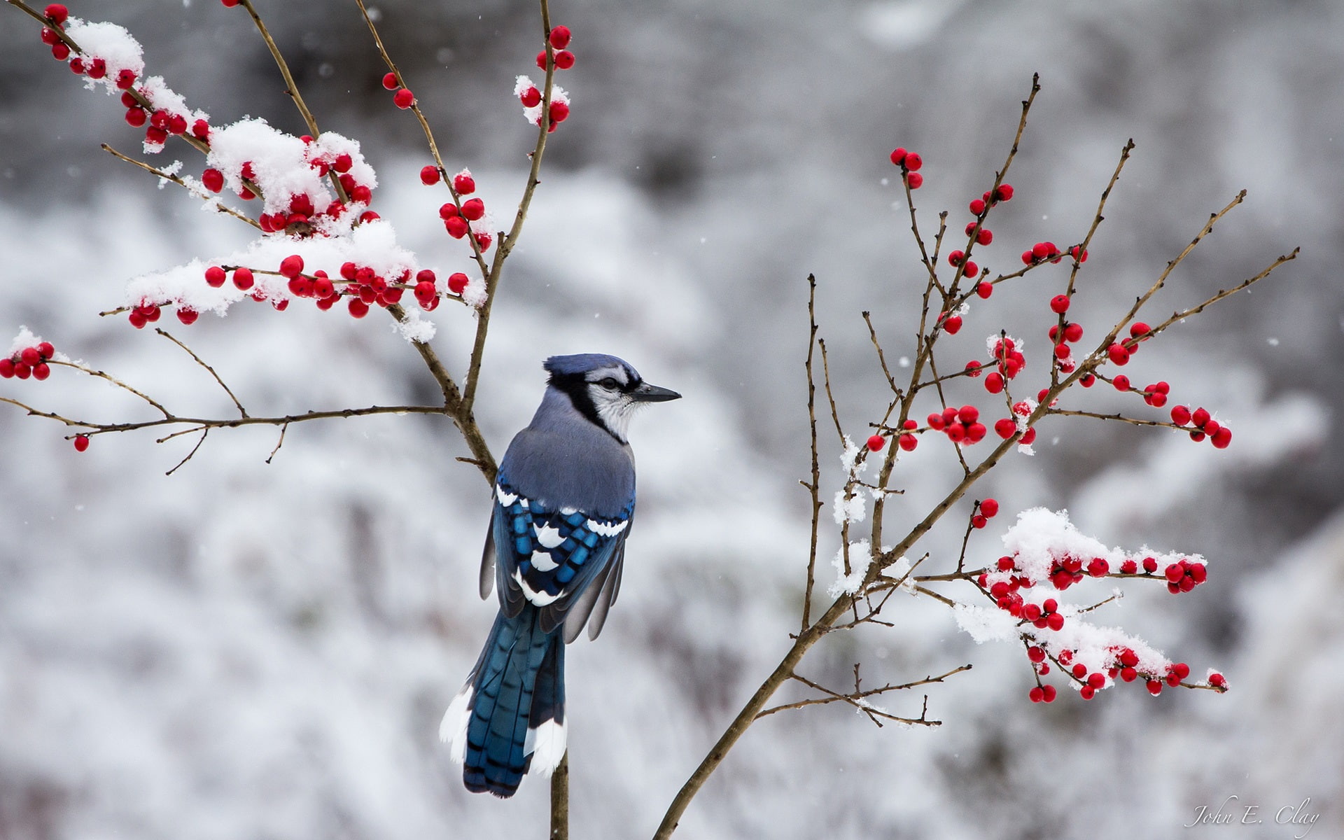 Blue, Winter, Twigs, Red, Berries, Bird, Snow, 1080P, HD Wallpaper