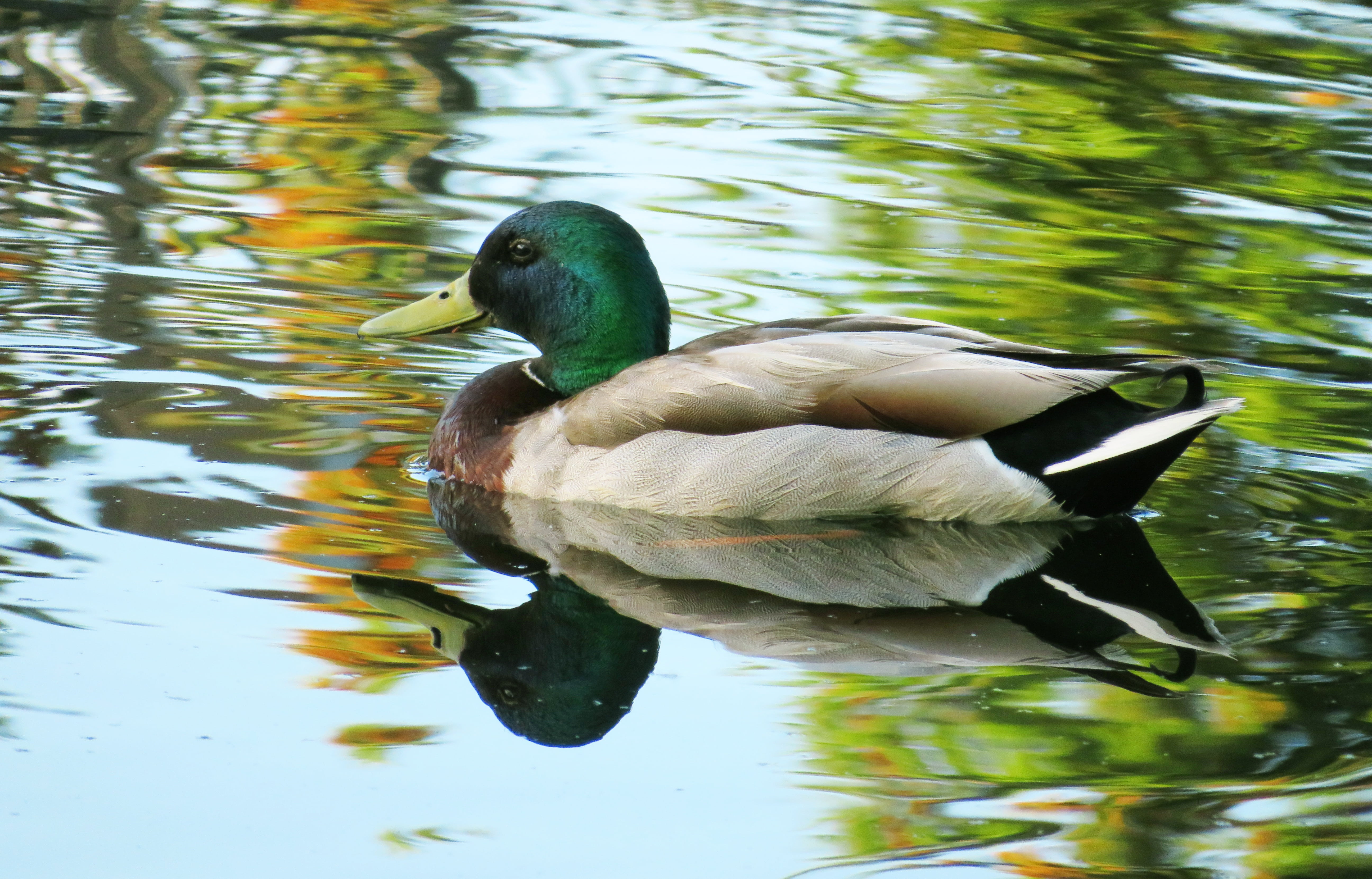 body, waterfront, vertebrate, water Bird, one animal, bird, day, swimming Animal, rippled, floating, feather, green, poultry, fowl, animals In The Wild, HD Wallpaper