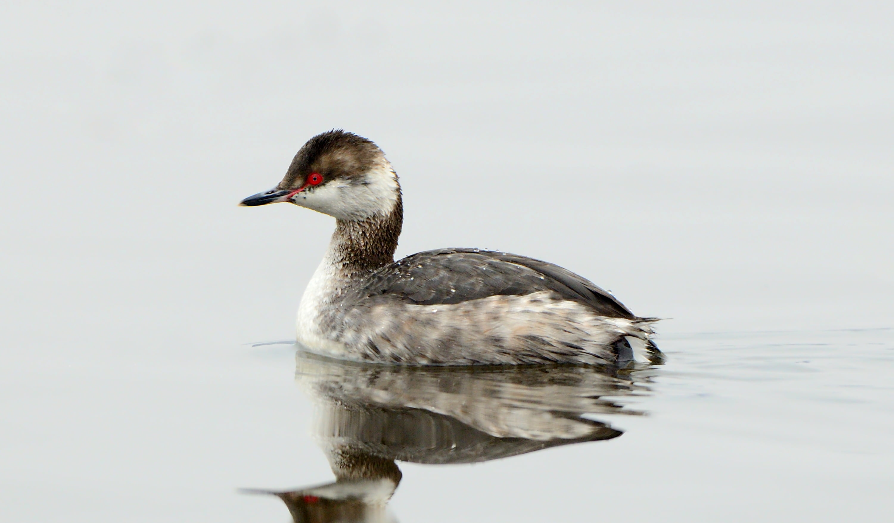 white, feather, duckling, animals In The Wild, duck, shallow, beak, 2K, nature, photography, horned, focus, grebe, water, gray, bird, animal, water Bird, HD Wallpaper