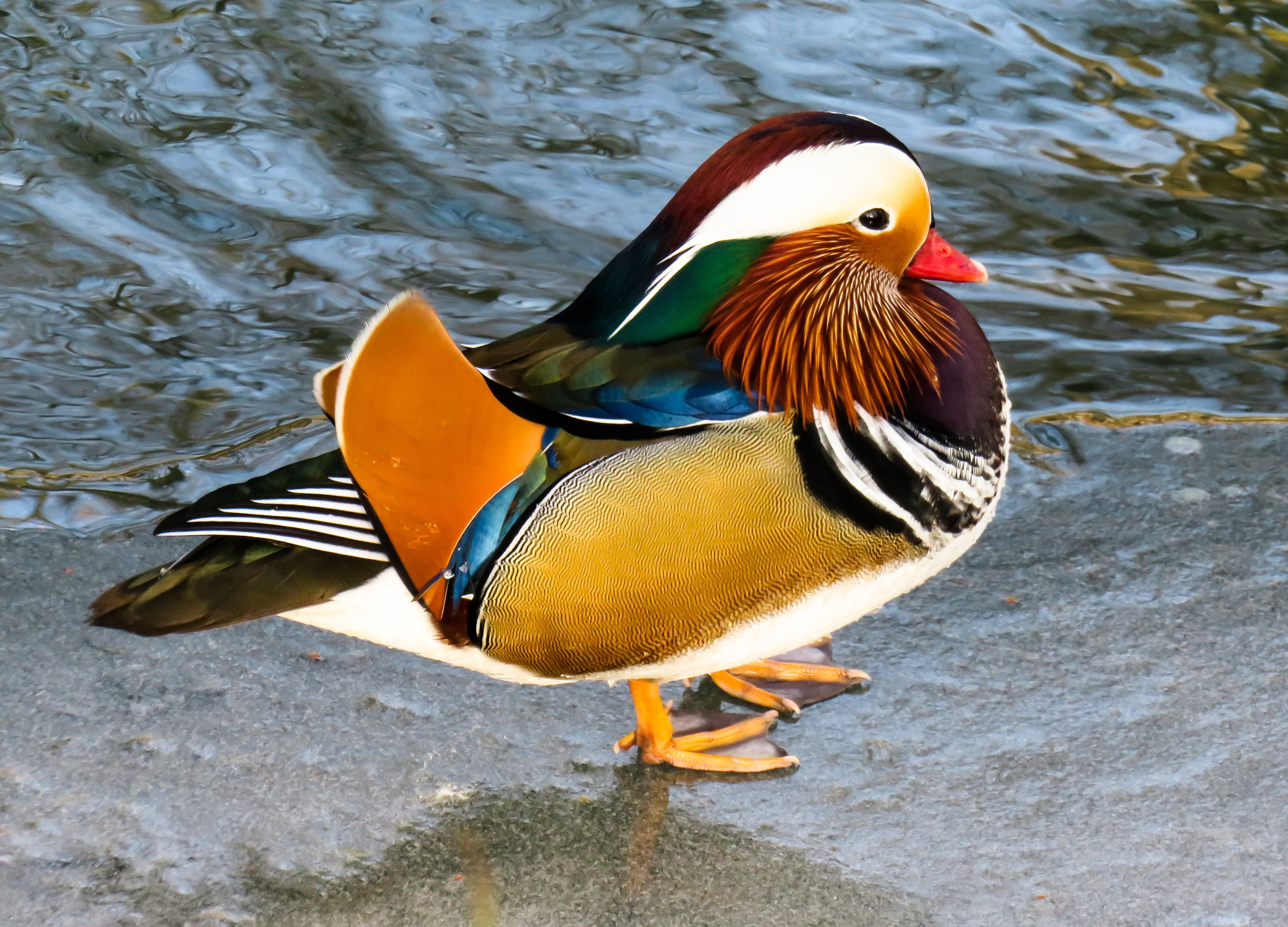 ice rink, color, mallard Duck, male animal, water, duck, mandarin duck, beak, no people, outdoors, pride, animal themes, multi colored, yellow, vertebrate, HD Wallpaper