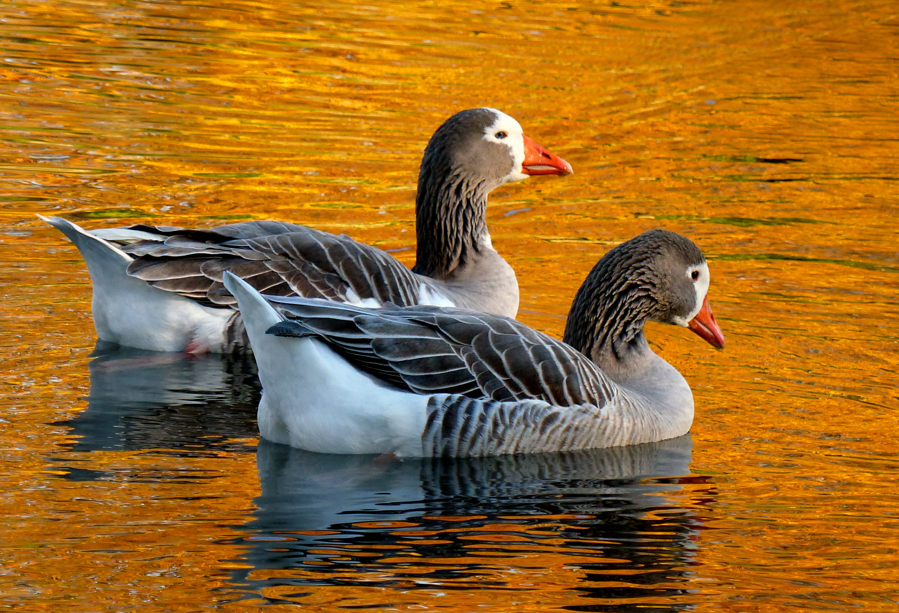 photos, Mallard ducks, wildlife, Bridge camera, two, water, bird, nature, CC0, Lumix FZ200, Pilgrim, pond, Dedication, gray, water Bird, lake, Golden, geese, HD Wallpaper