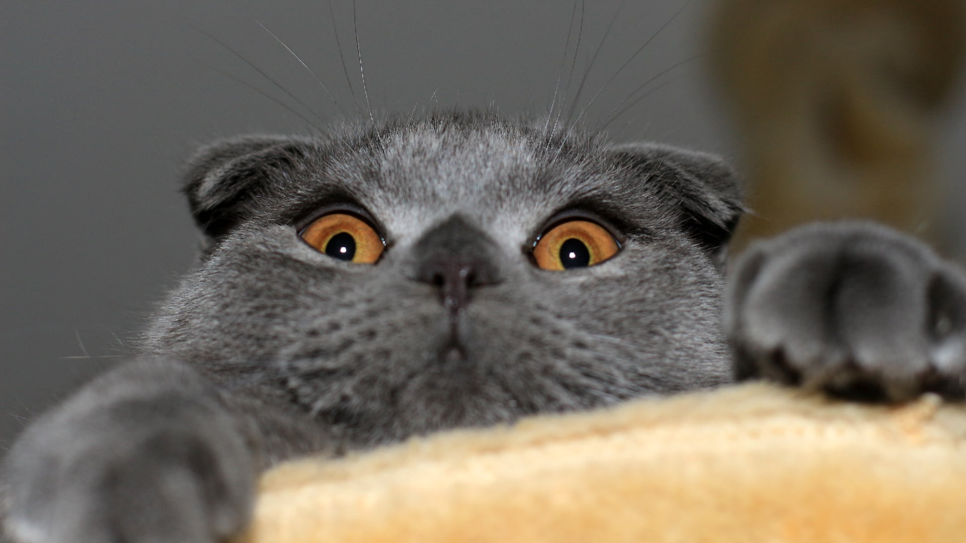 domestic, portrait, mammal, pets, feline, domestic cat, looking at camera, close-up, gray, domestic animals, no people, cat, animals, one animal, softness, HD Wallpaper