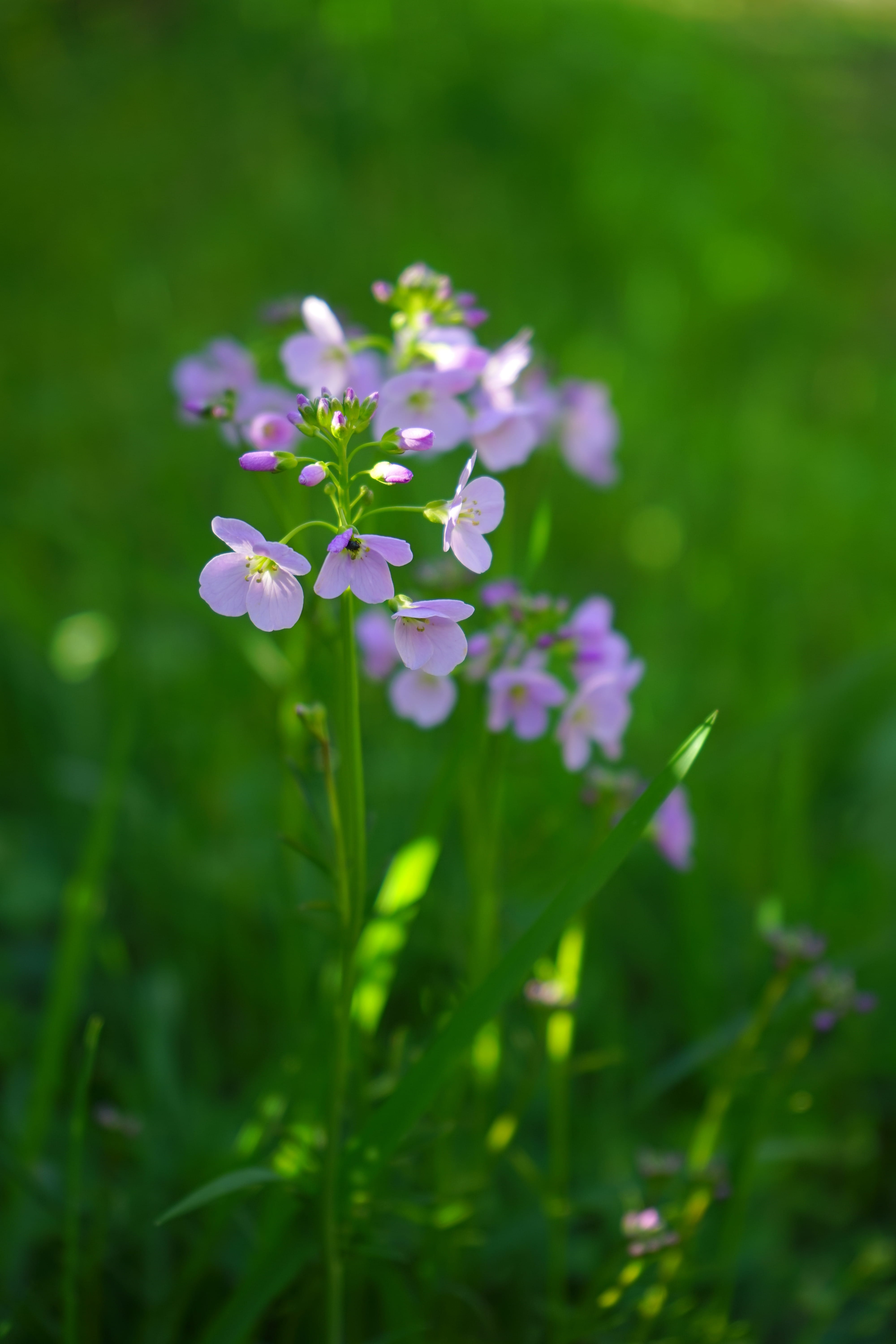 vulnerability, Light, petal, inflorescence, selective focus, card amines pratensis, brassicaceae, field, cardamine, light pink, outdoors, card amines, cruciferous plant, Phone HD Wallpaper