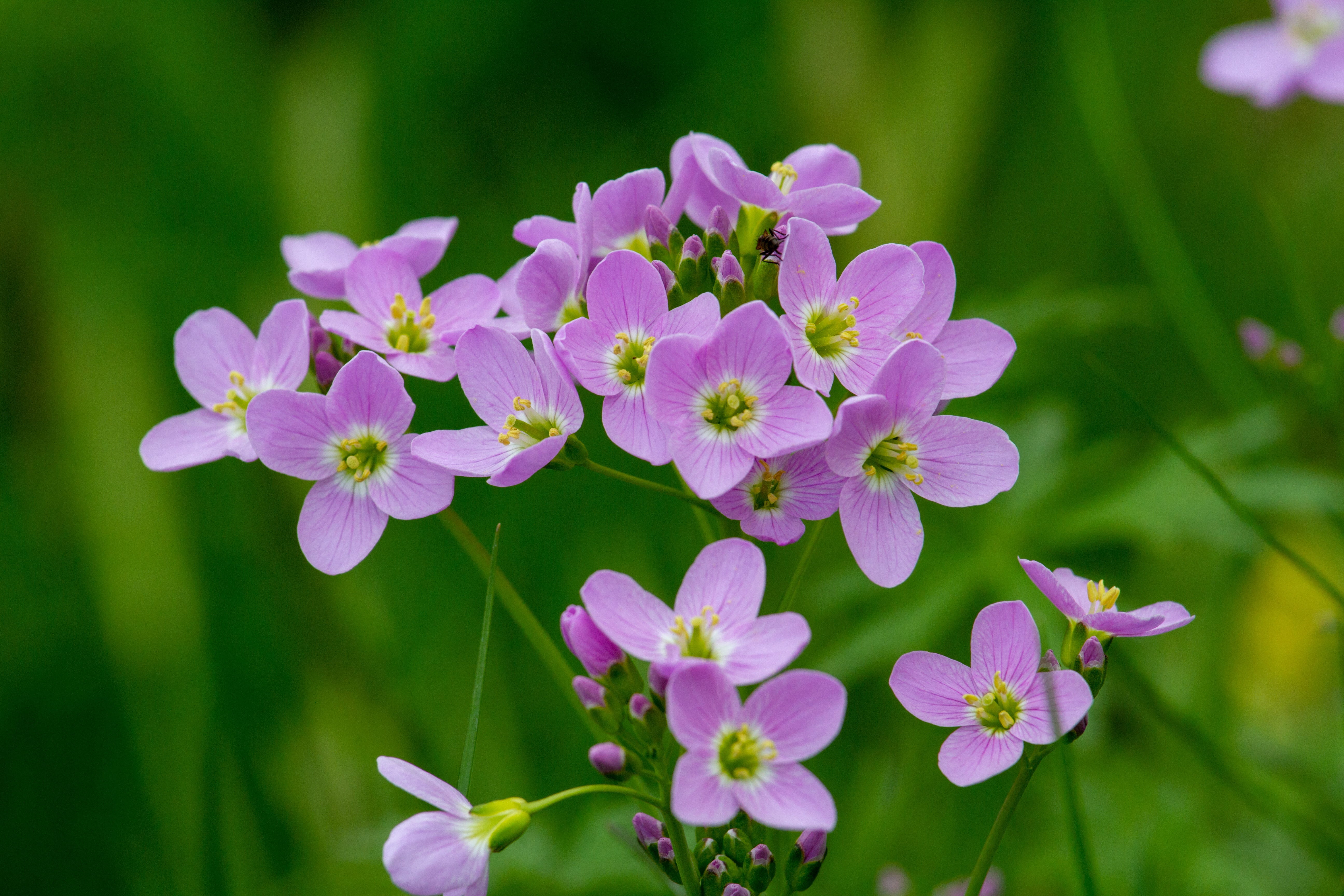 card amines pratensis, tilt, lilac, vulnerability, springtime, tender, inflorescence, nature, petal, beauty in nature, cardamine, outdoors, field, freshness, HD Wallpaper