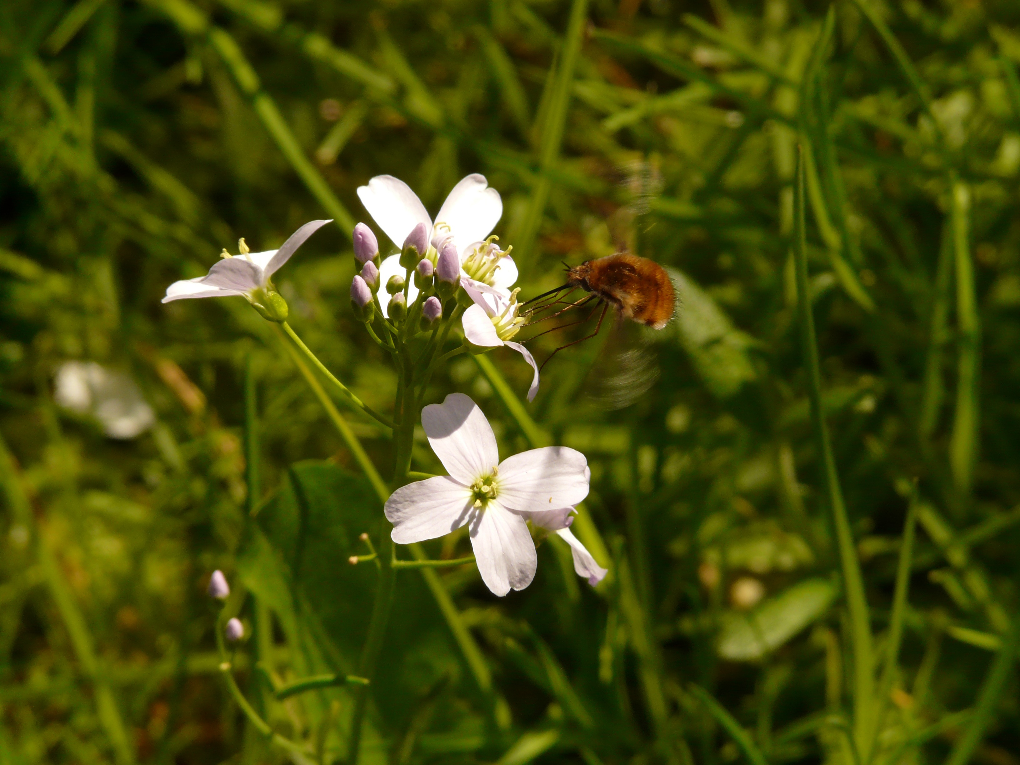 bombyliidae, bombylius major, white color, day, beauty in nature, great wollschweber, pollination, flower, hummel, hummelfliege, plant, fragility, pointed flower, HD Wallpaper