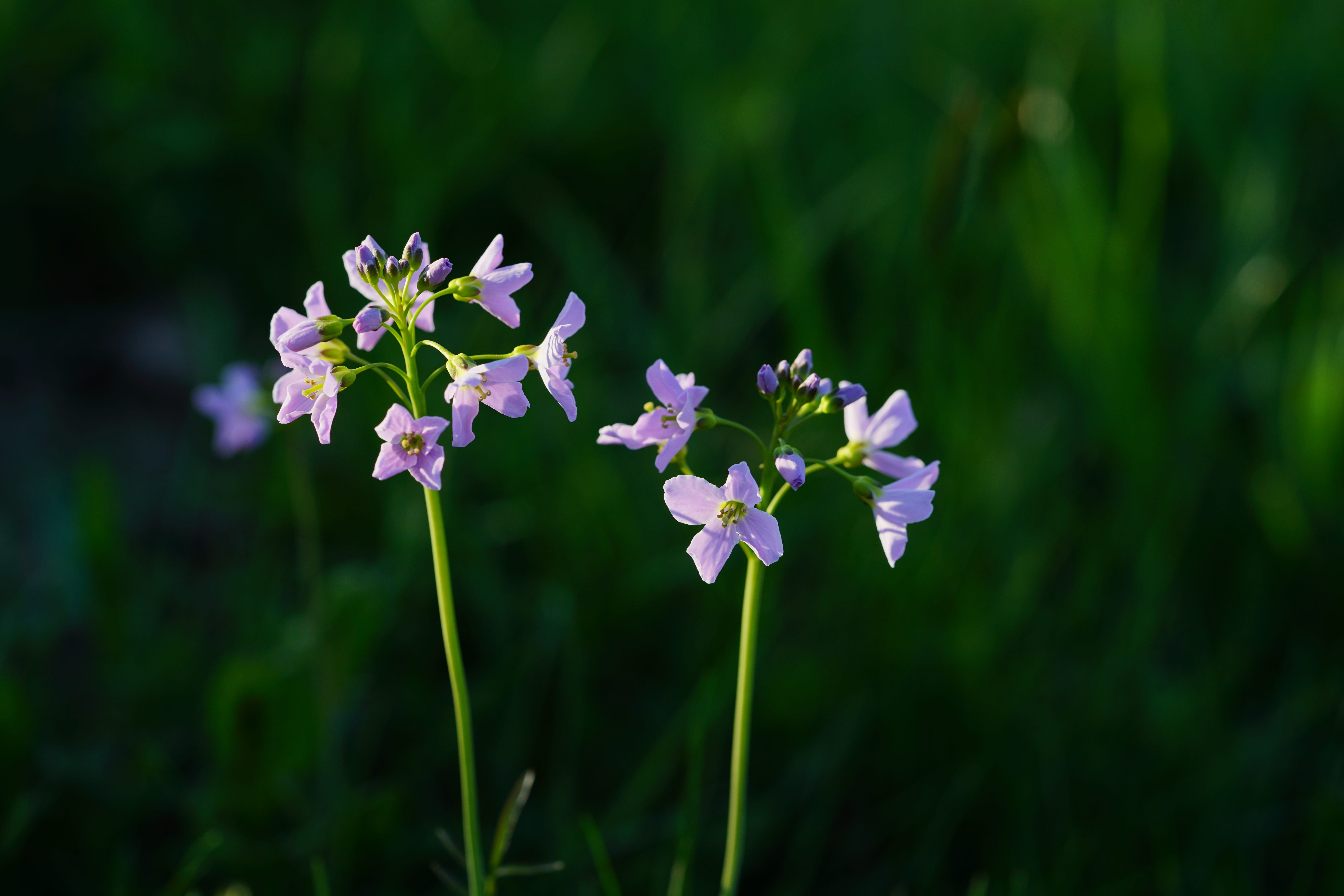 hanotterblom, whit flowers, fragility, prairie herb, blue fountain kressich, nature, chessali, pointed flower, purple, flowers, outdoors, heinotterblom, HD Wallpaper