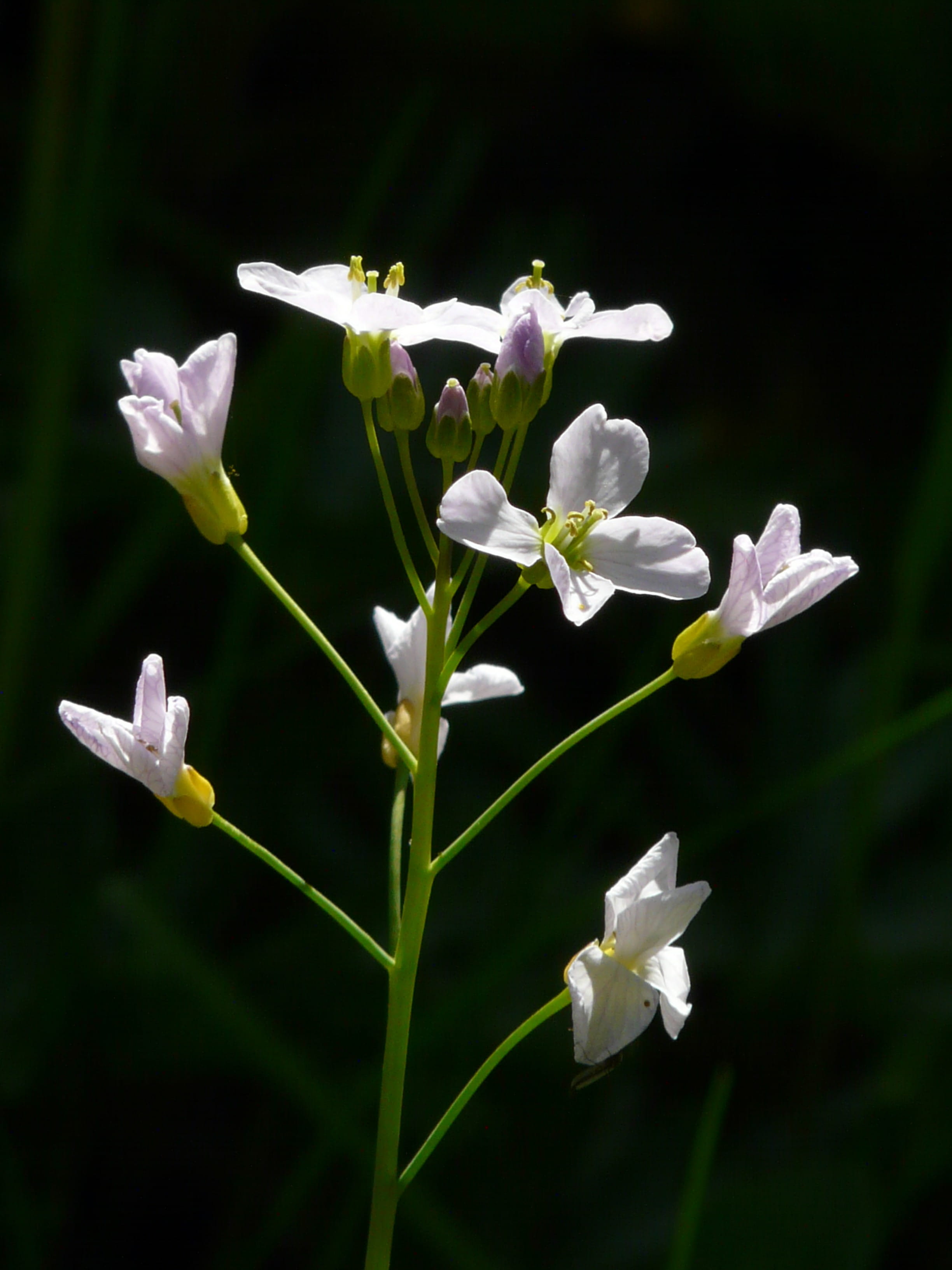 no people, outdoors, iris - plant, vulnerability, light pink, nature, Cuckoo Flower, cruciferous plant, cuckoo, focus on foreground, freshness, cardamine, Phone HD Wallpaper