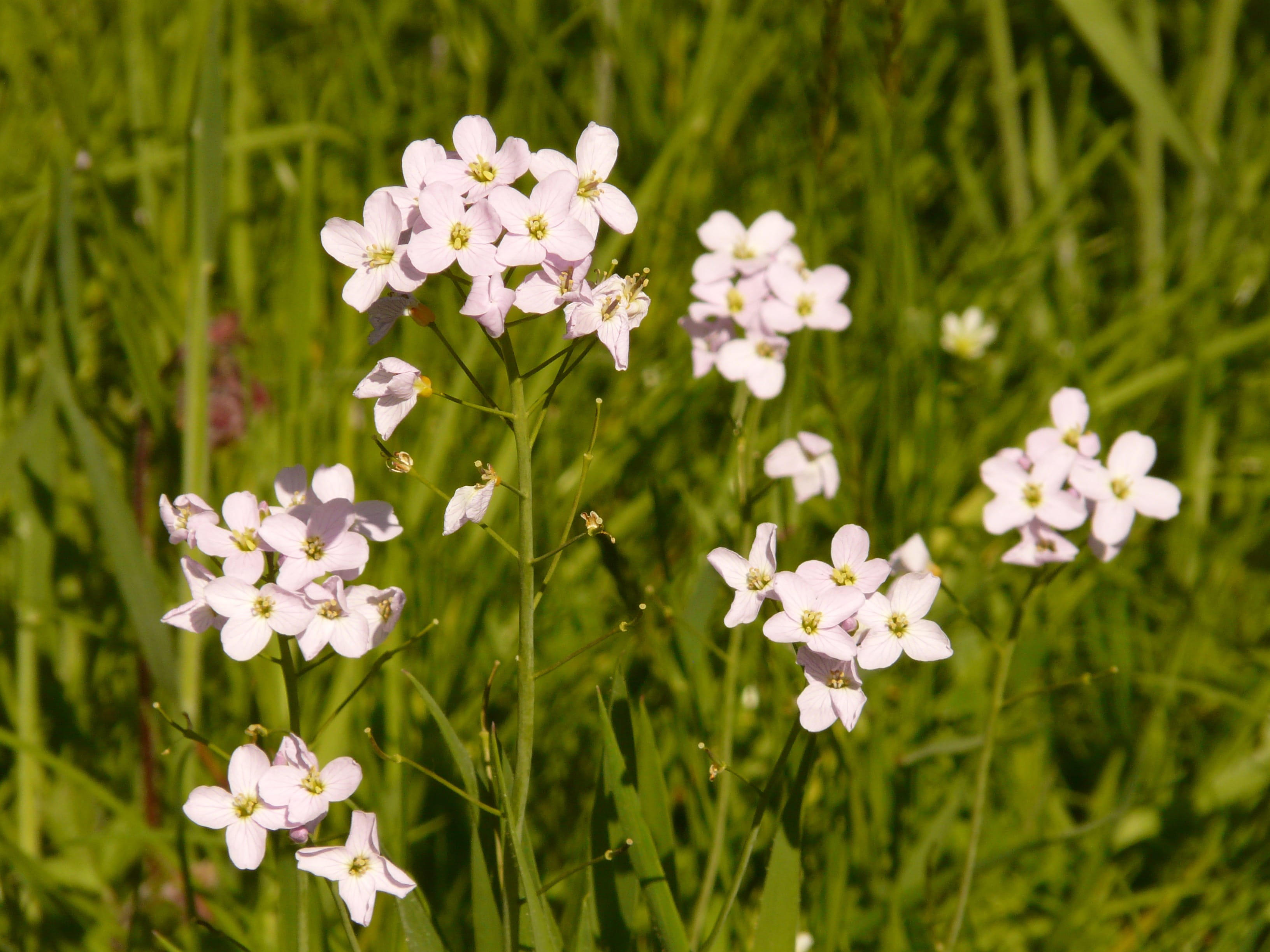 green Color, nature, white, freshness, 2K, grass, no people, cardamine, petal, land, field, pink, fragility, Cuckoo Flower, cruciferous plant, growth, HD Wallpaper