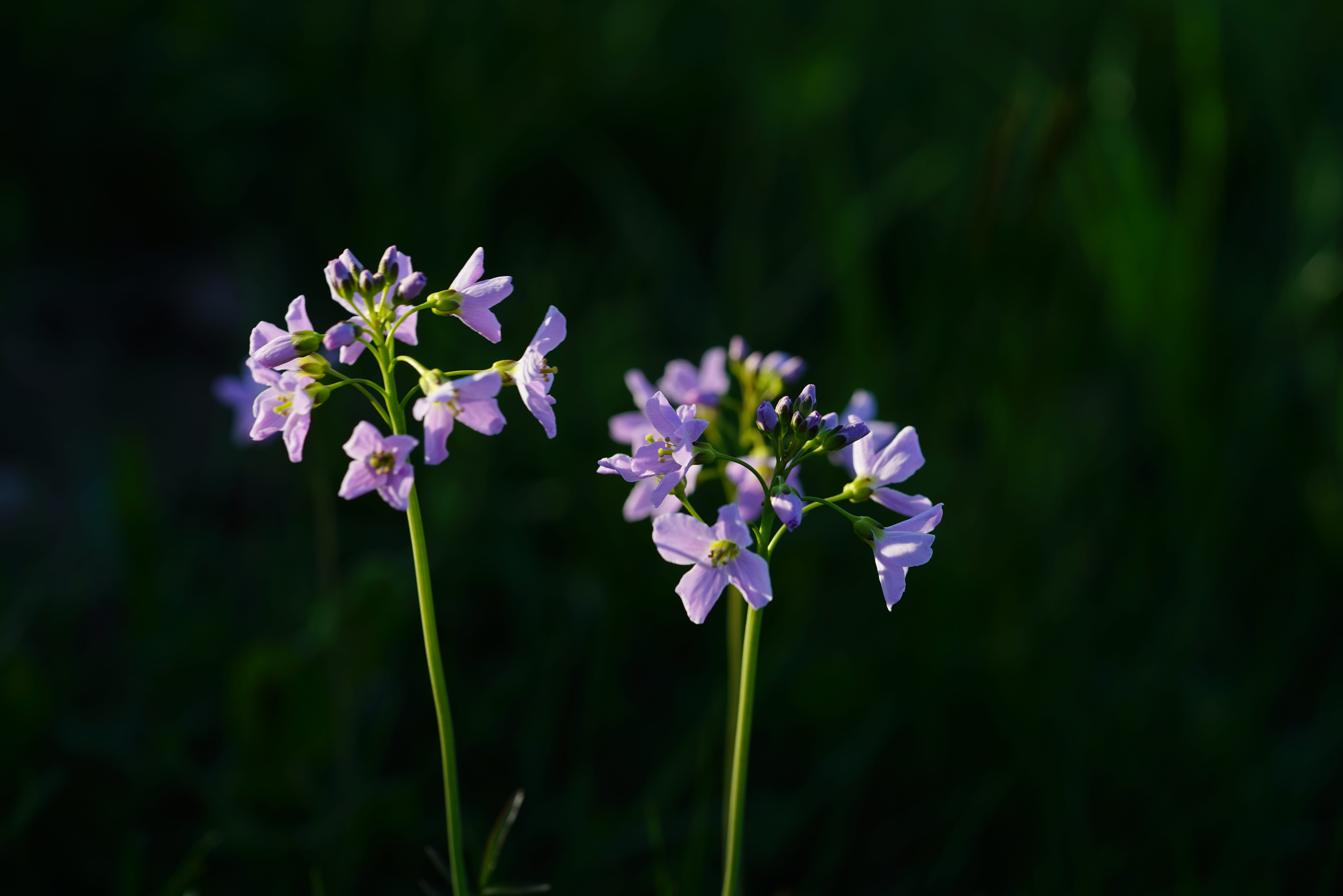 smock, plant, plant stem, milk flower, flower head, freshness, water herbs, no people, field cress, störkeblöme, wild watercress, prairie herb, cuckoo flower, HD Wallpaper