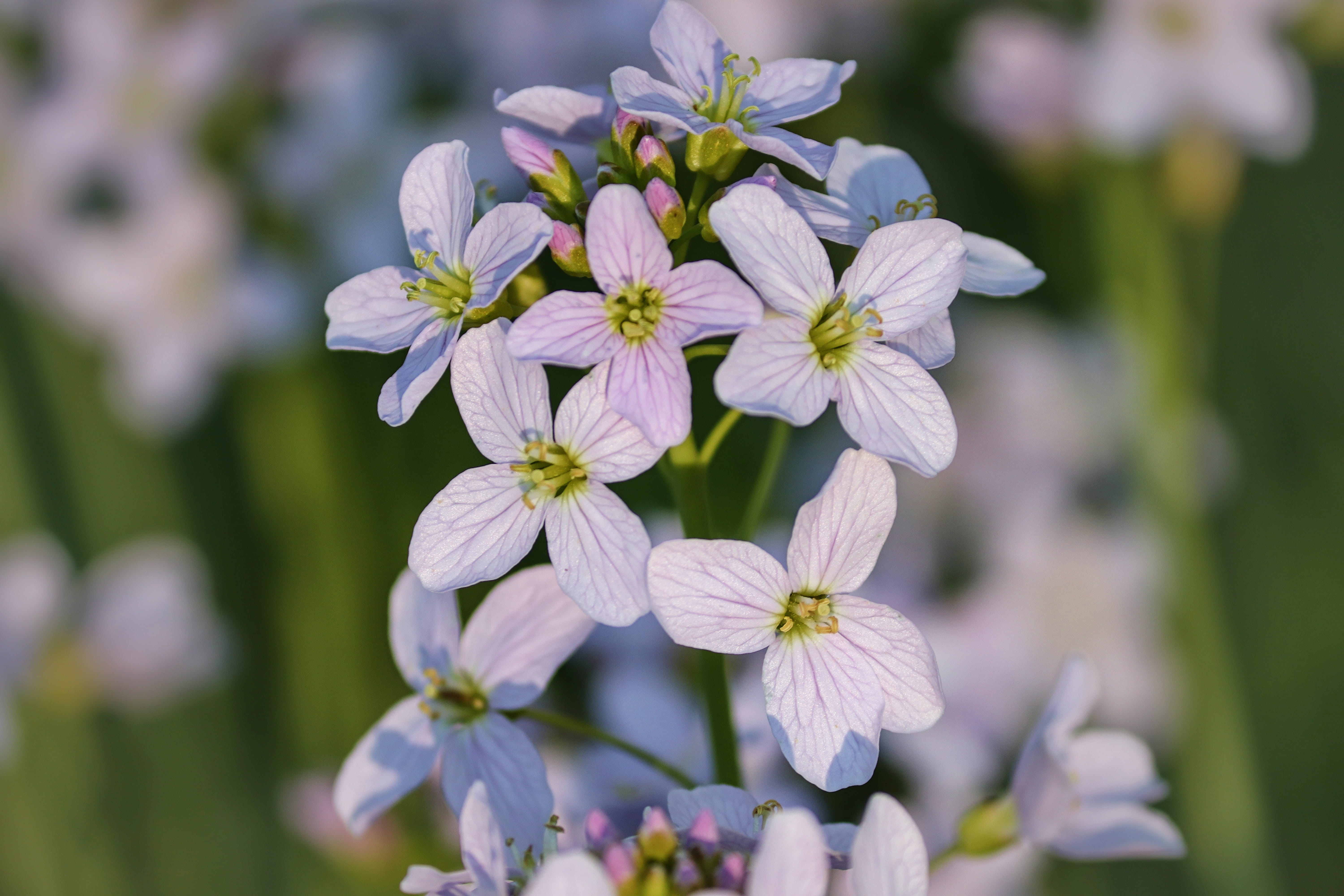 flowers, park - man made space, outdoors, flower, brassicaceae, vulnerability, freshness, light purple, pollen, flowering plant, smock, purple, selective focus, HD Wallpaper