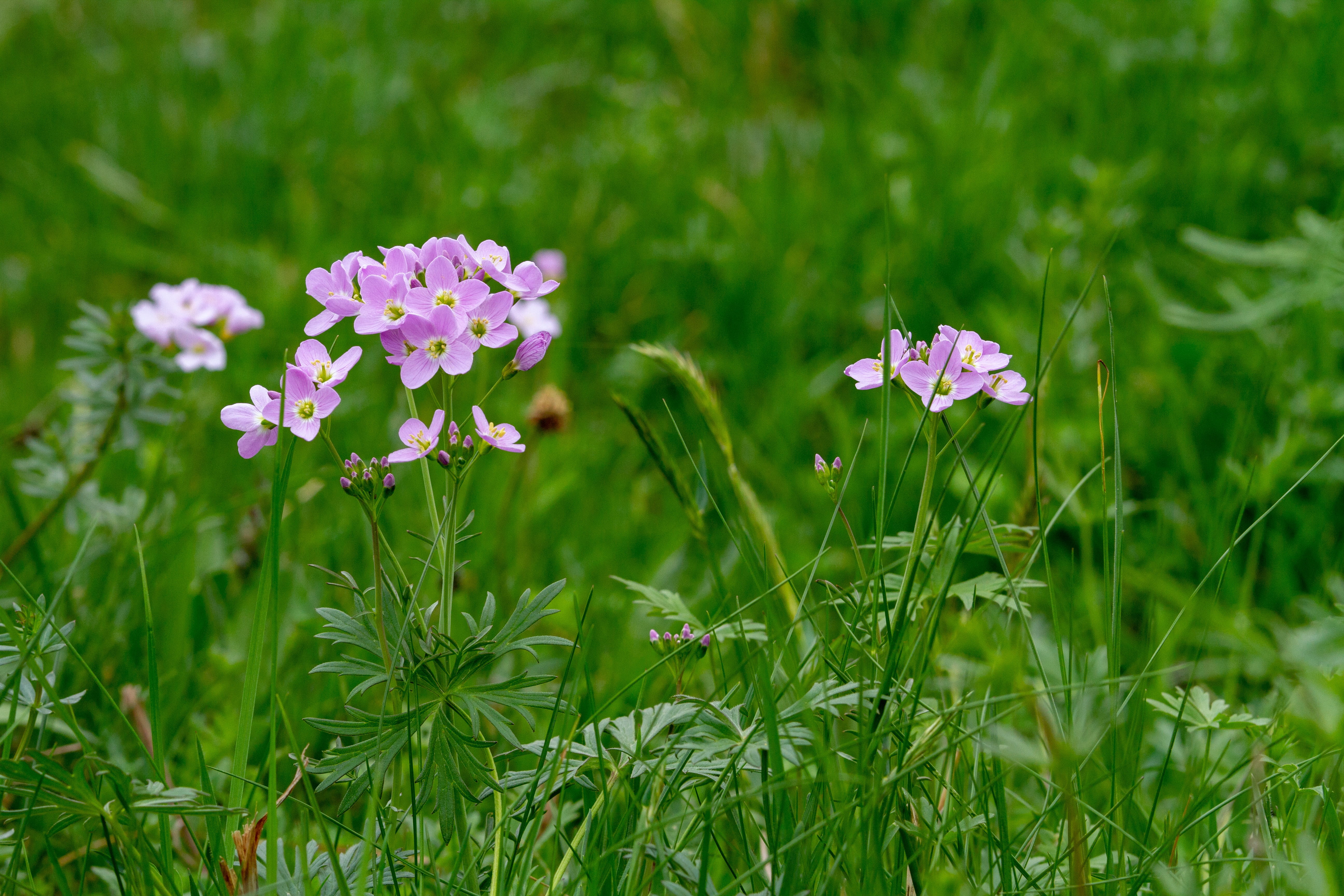 green, meadow, day, fragility, springtime, bloom, summer, outdoors, daytime, cuckoo flower, wildflowers, freshness, vulnerability, herb, petaled, flower, HD Wallpaper
