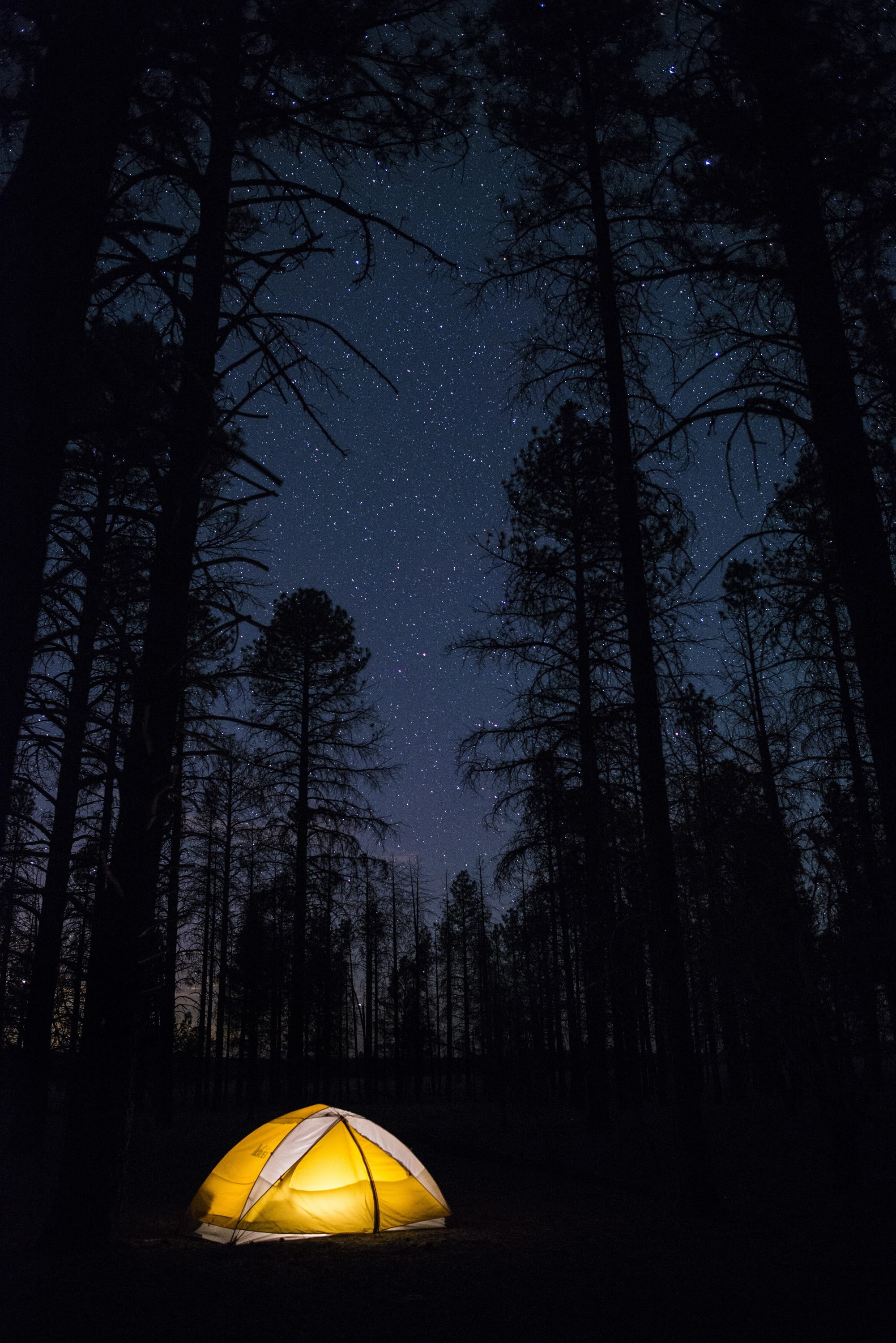 stars, woodland, no people, beauty in nature, yellow, scenics - nature, park, plant, outdoor, non-urban scene, 2K, arizona, landscape, camping, night, Phone HD Wallpaper