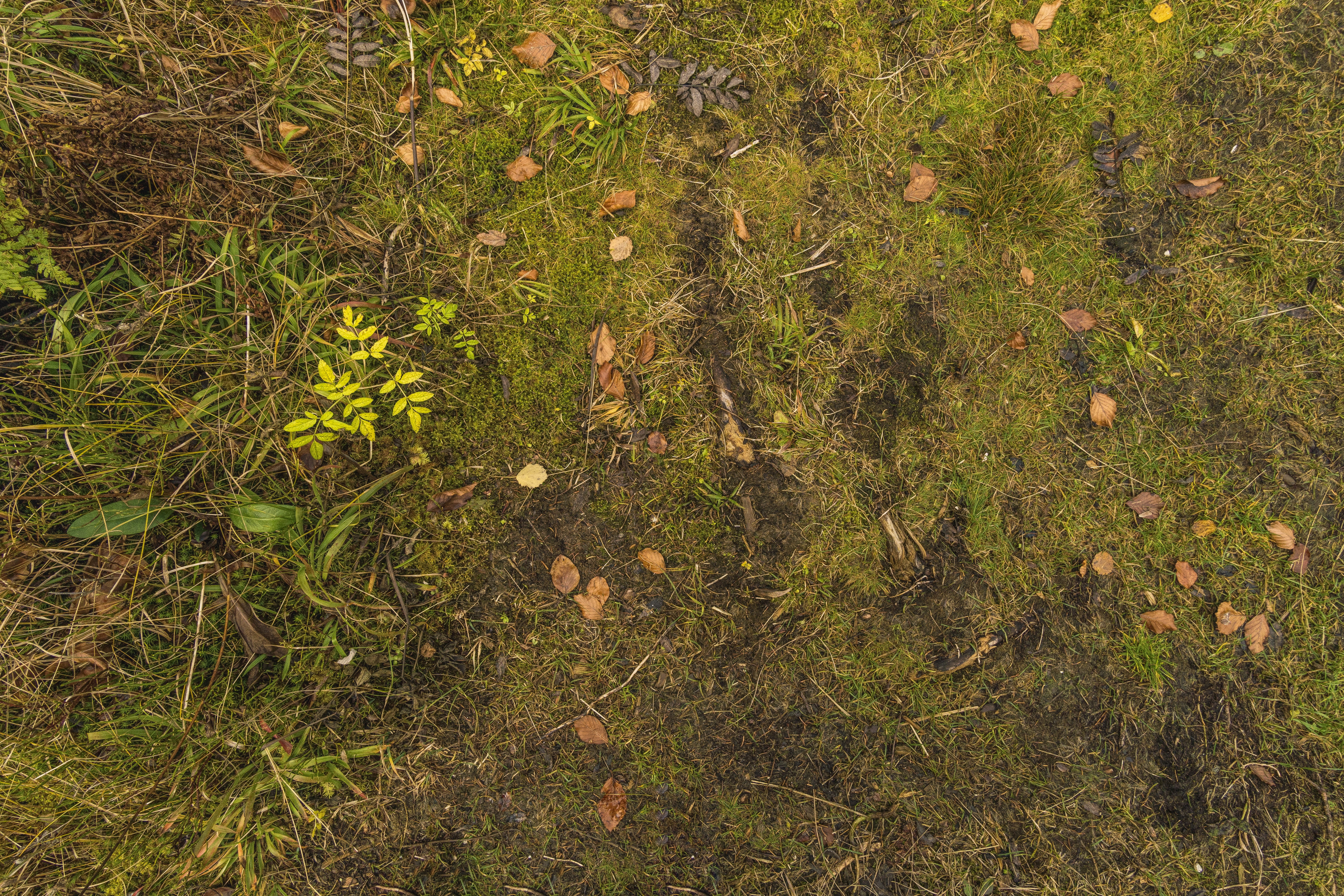 field, colorful, land, day, pattern, no people, full frame, ground, plant part, growth, outdoors, green color, green, nature, flowering plant, forest, discolored, HD Wallpaper